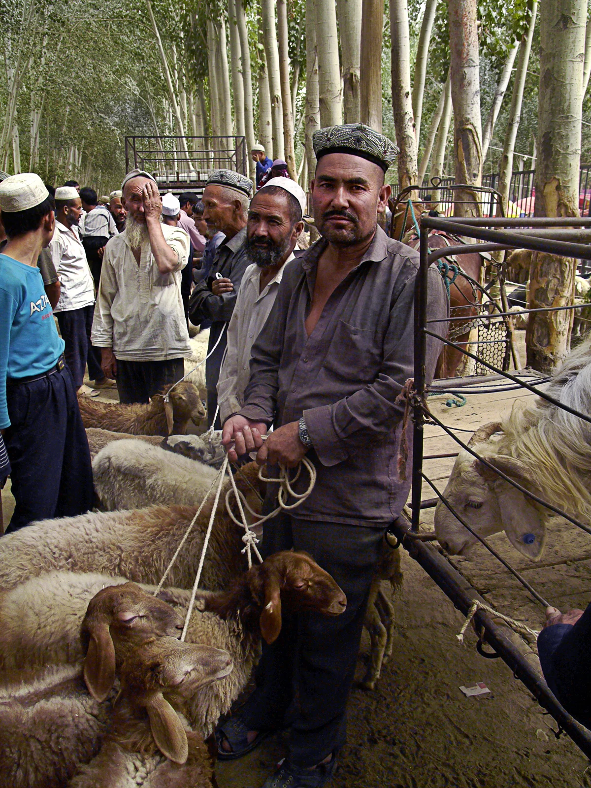 Kothan_sheeps_square.jpg