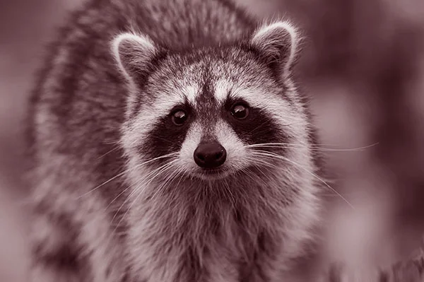 raccoon.jpg