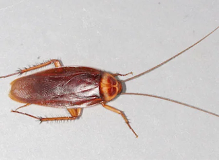 Roach.jpg