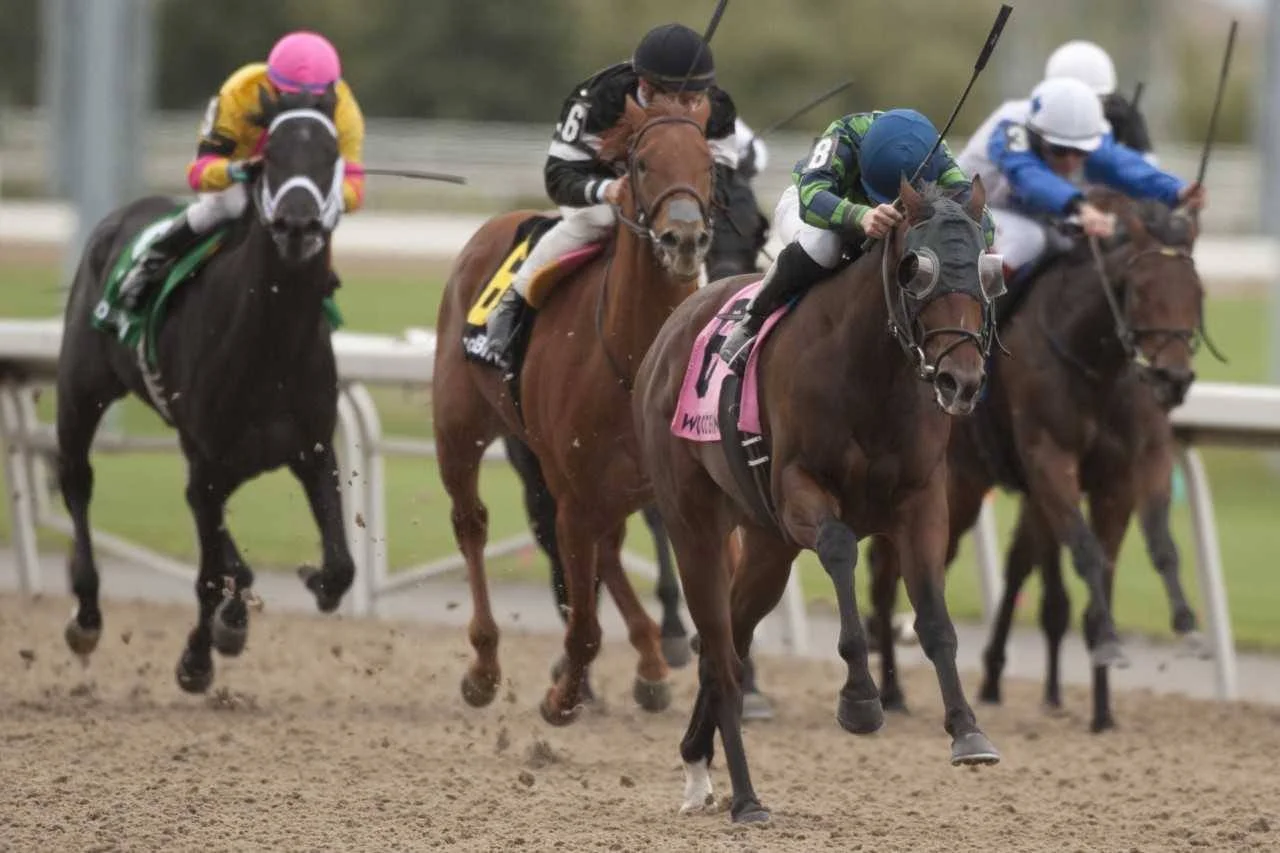 Solidify purchased for $7,500 is Stakes Winner at two