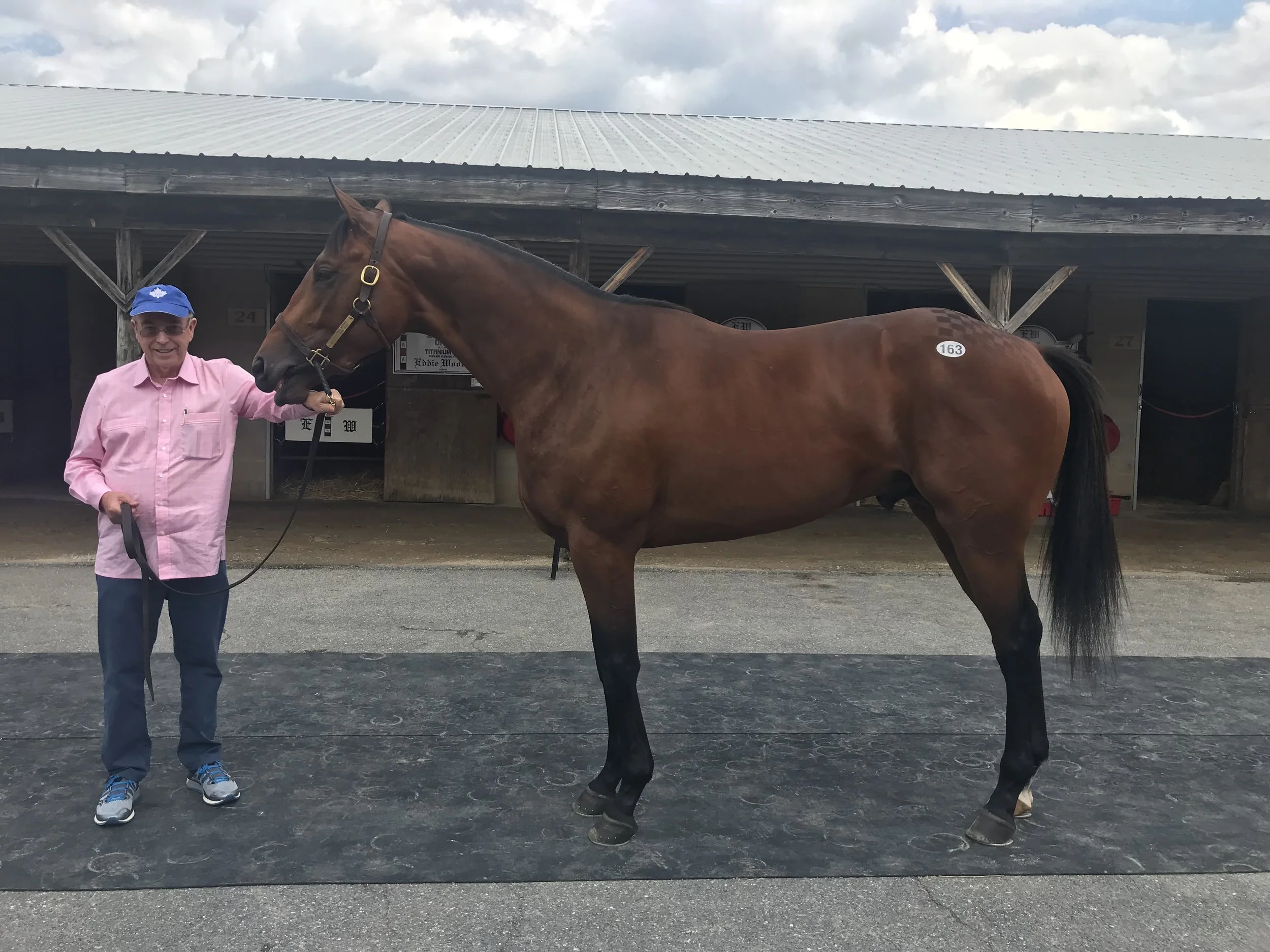 Into Mischief Two Year Old Colt Purchased at Fasig-Tipton Mid Atlantic Sale
