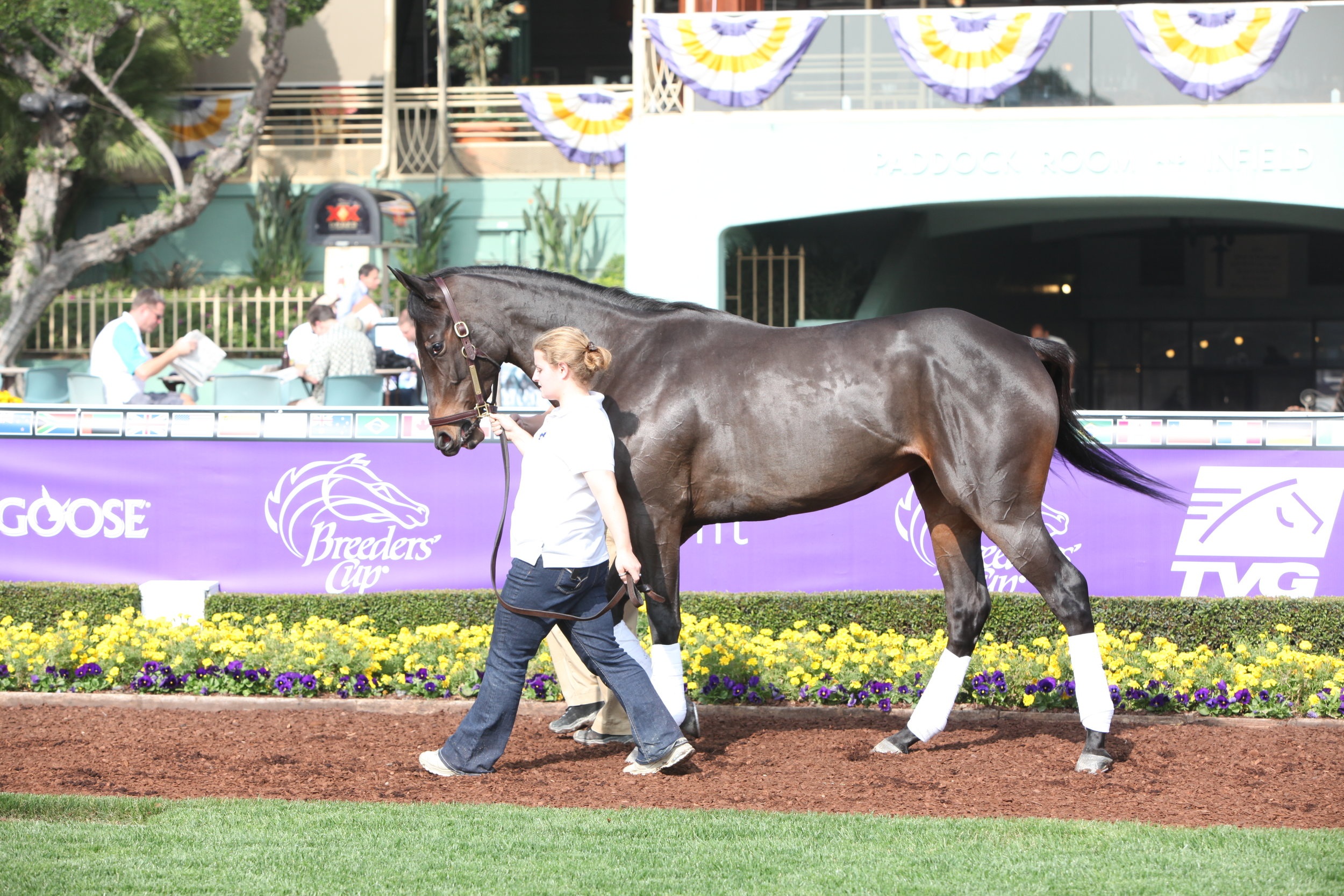 Looking for a Stakes Winner?