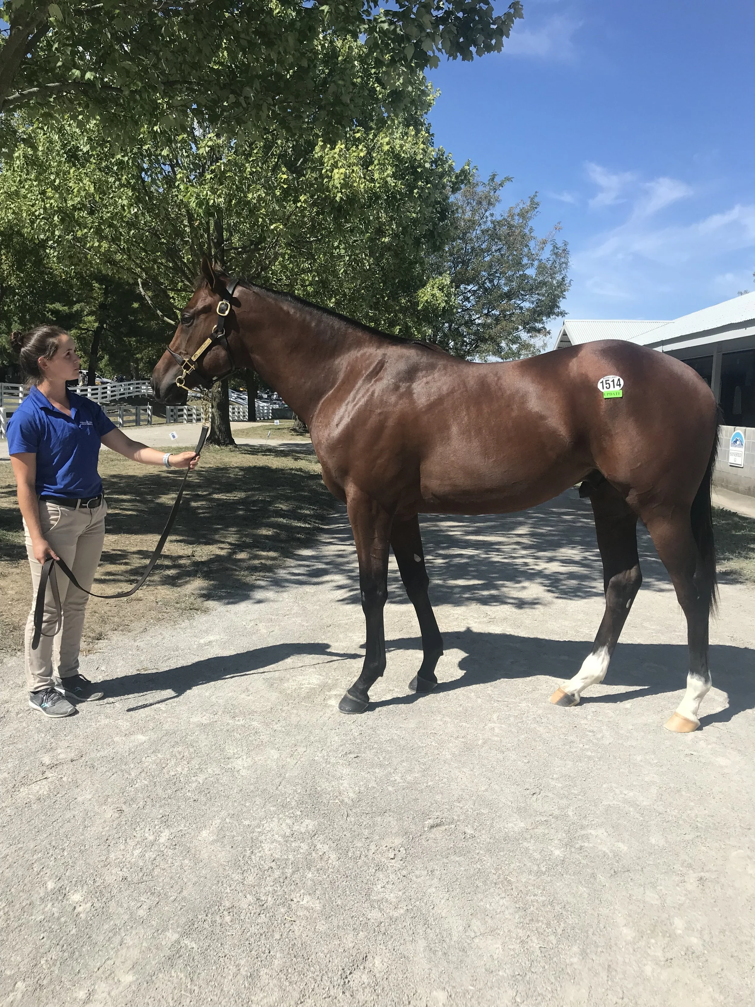 Keeneland Sales  Candy Ride Colt Purchased