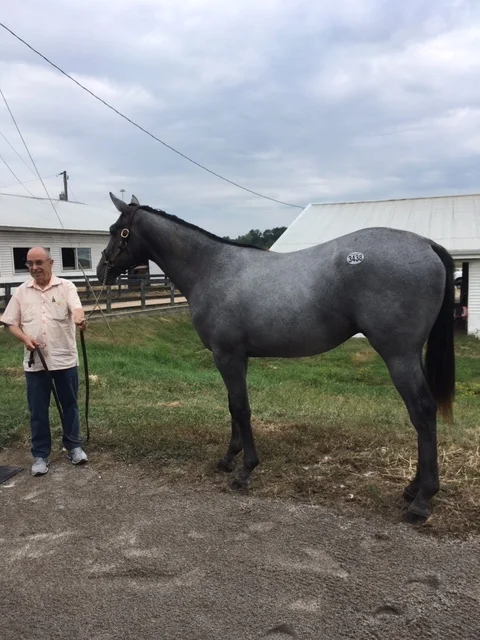 Mizen Mast Colt Purchased
