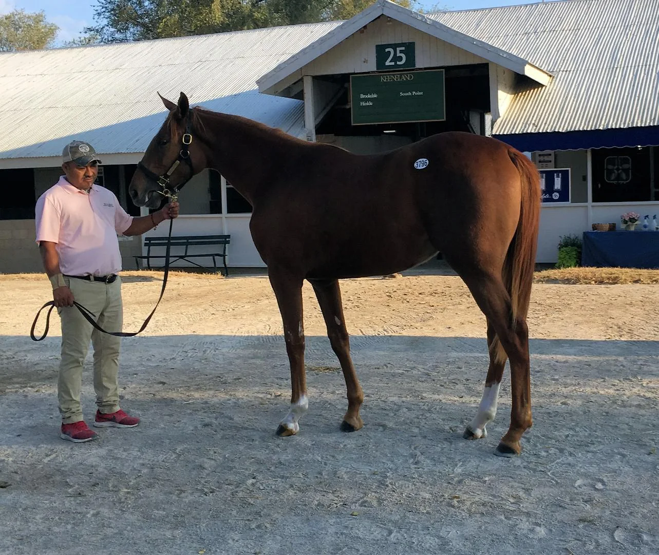 Filly by English Channel out of Magnificent Shirl purchased at Keeneland Yearling Sale for Brad Hozack.