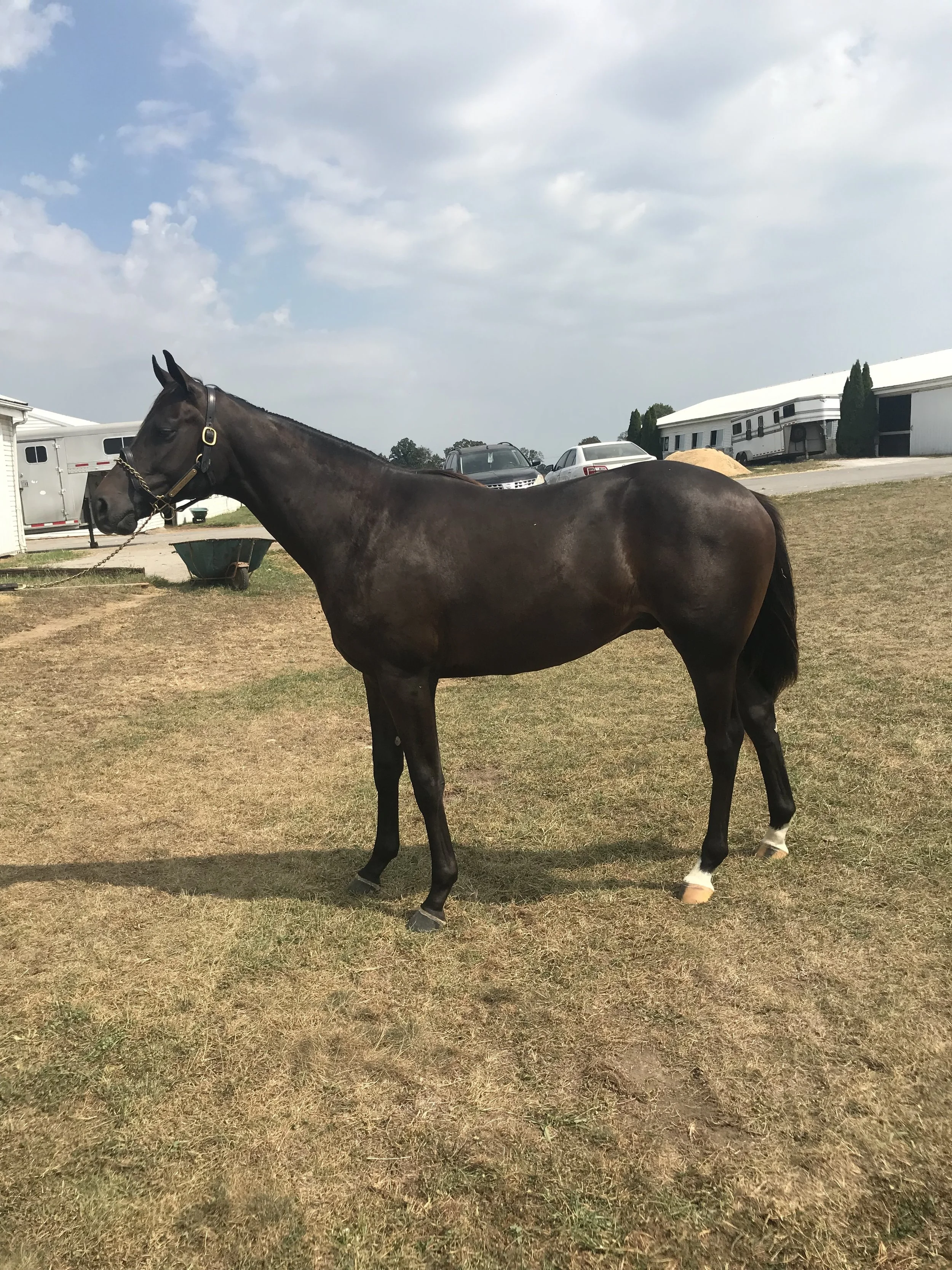 Dark Bay Colt by Mineshaft Purchased