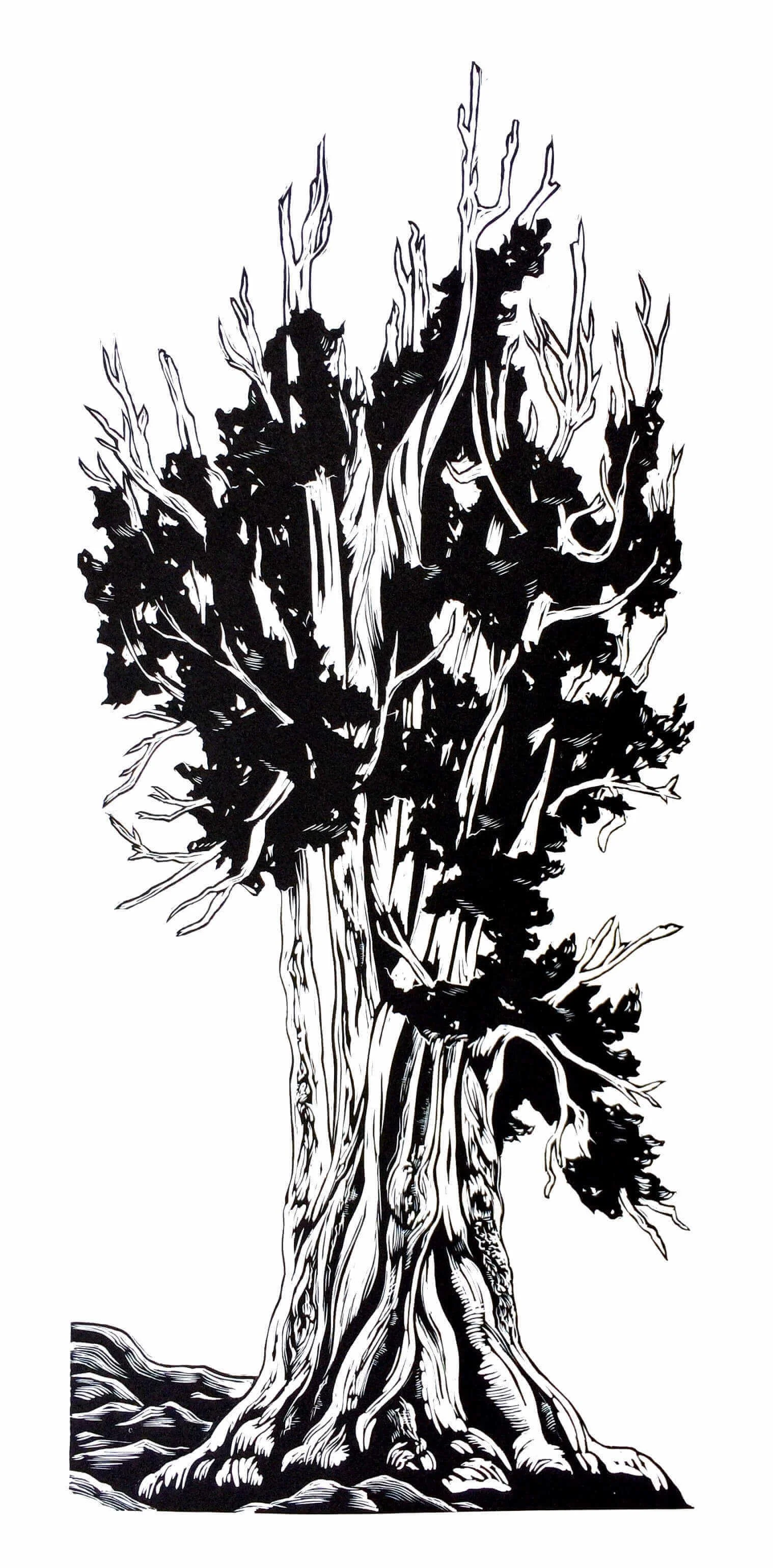 Britlecone-Pine-1.jpg