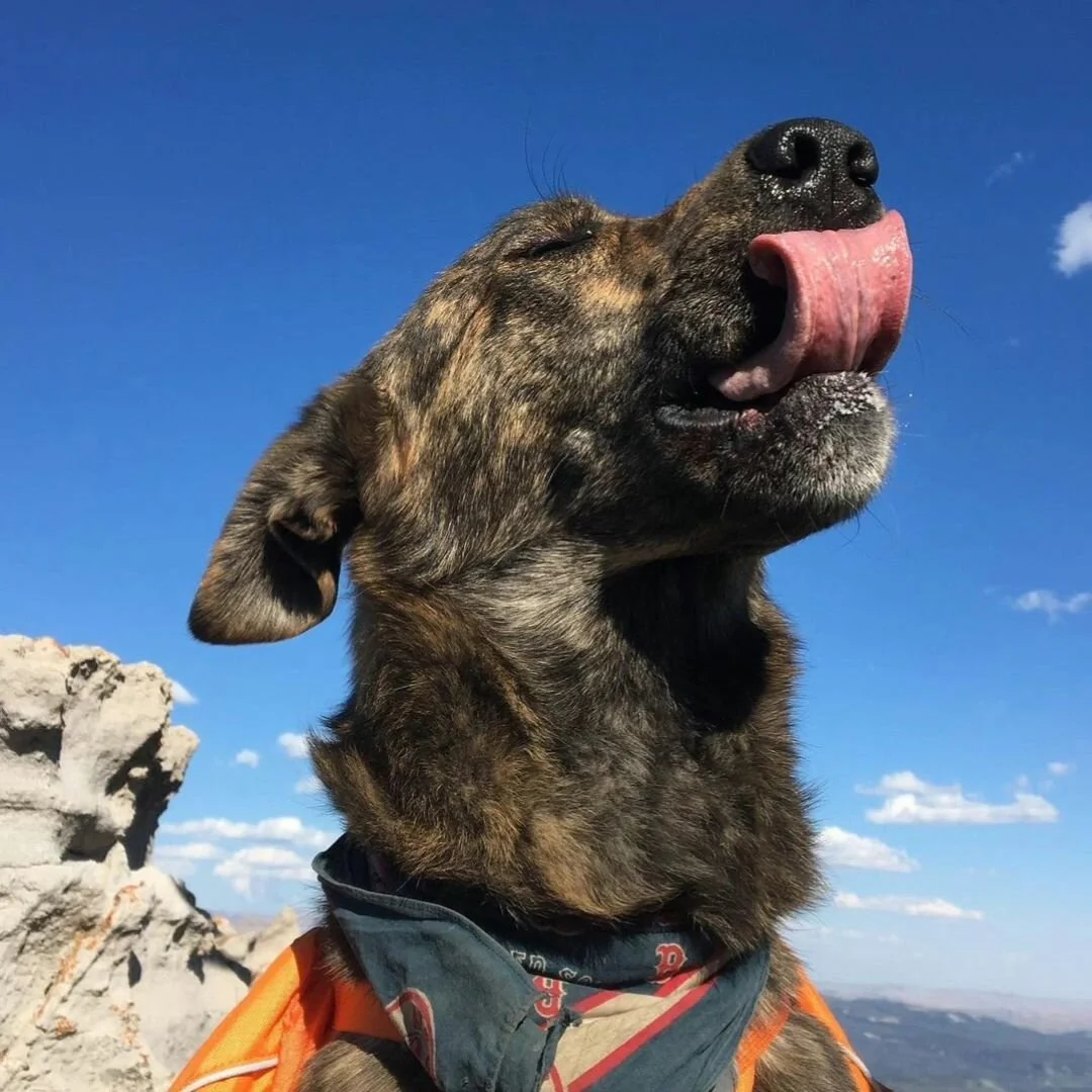 Front Country family. It's been awhile.
This spring we lost our beloved Brown Bear and it absolutely leveled us. To those who were able to spend time with Bear on the skin track or on the couch, thank you for giving him the best life a dog could ask