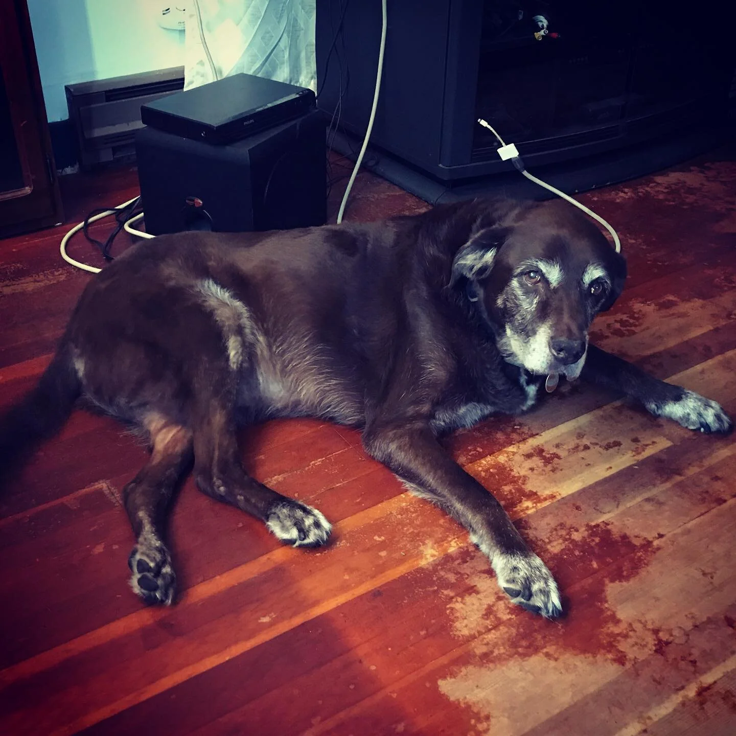 My sweet baby angel Boondock.
#boondock #dogsofinstagram #goodboy #myheart #brave #steadfast 
He has some anxiety but don&rsquo;t we all?