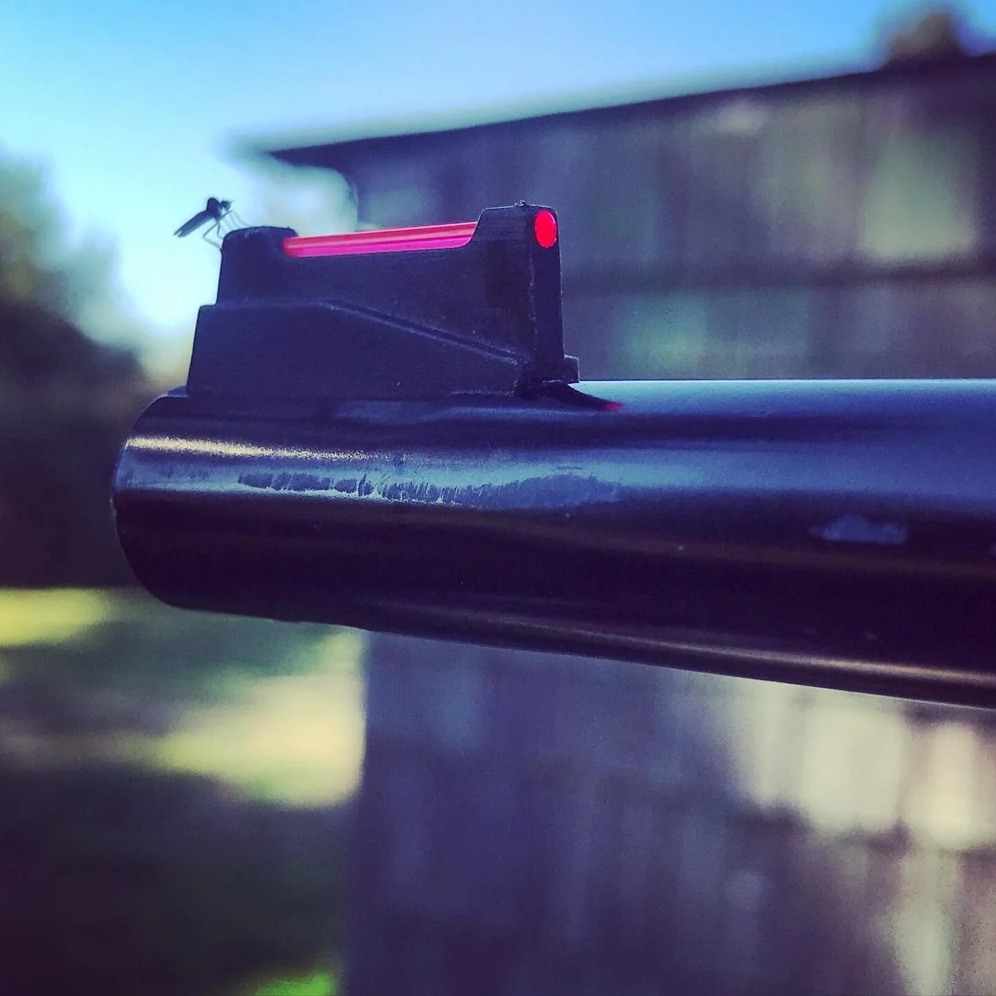 This little fucker #mozzies