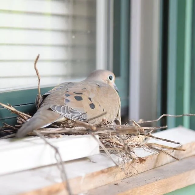 🍃The Mountain Suite has a beautiful welcomed visitor 🍃.The Mourning dove is symbolic of providence. Know that your prayers are being heard and answered to when you see the Mourning dove. Know that the angels are watching over you. You may have suff