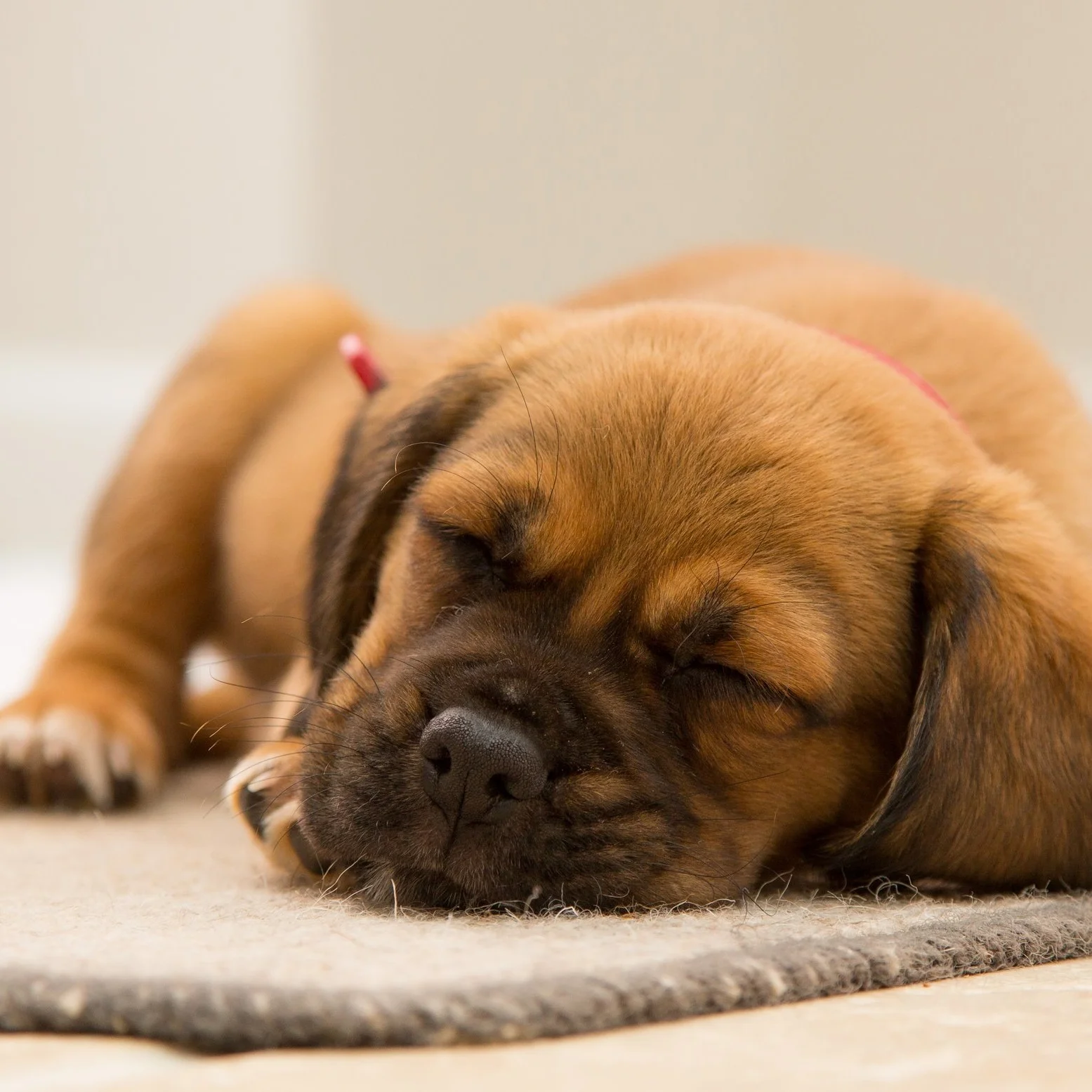 animal-cute-dog-97863.jpg