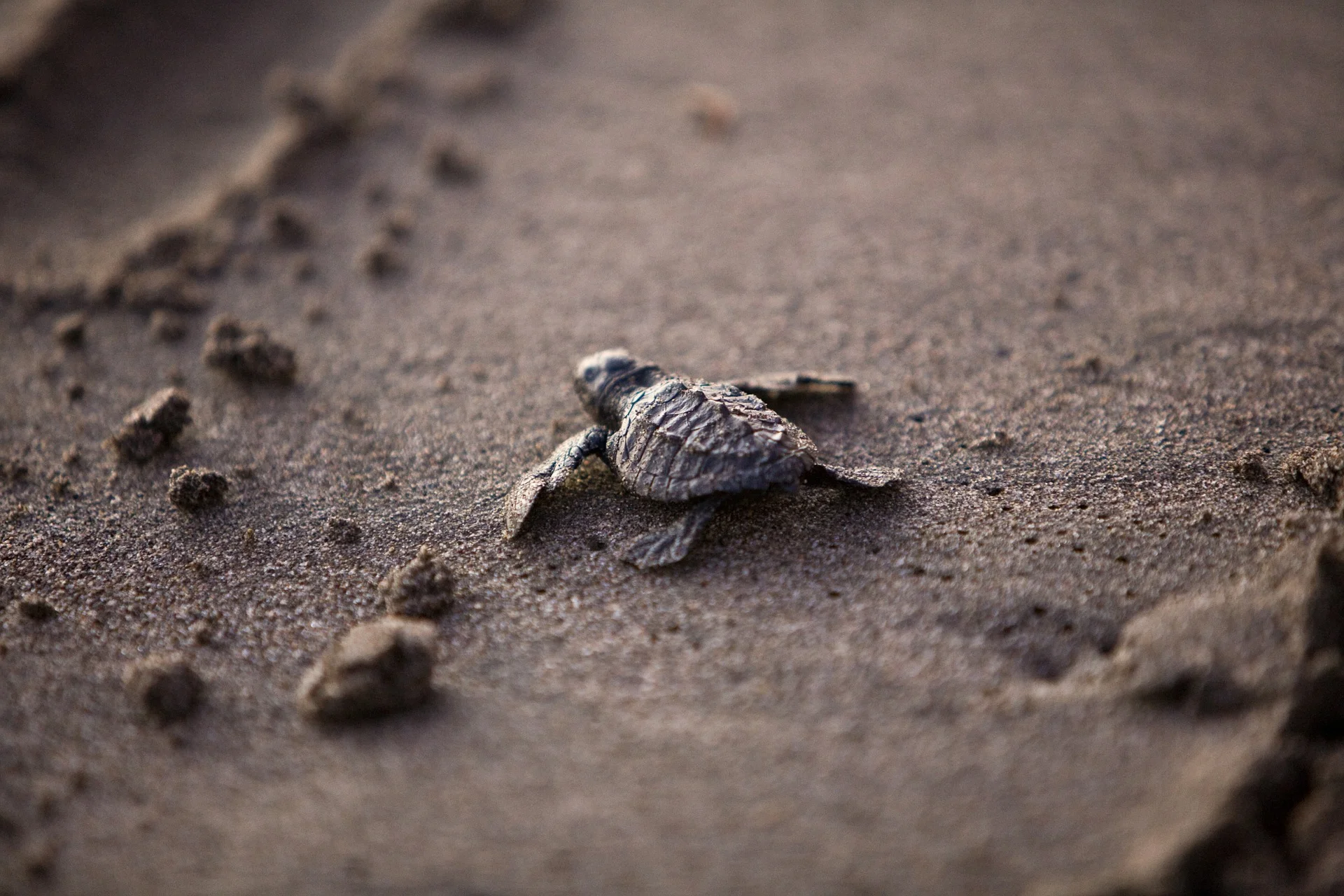 sea-turtle-356125_1920.jpg