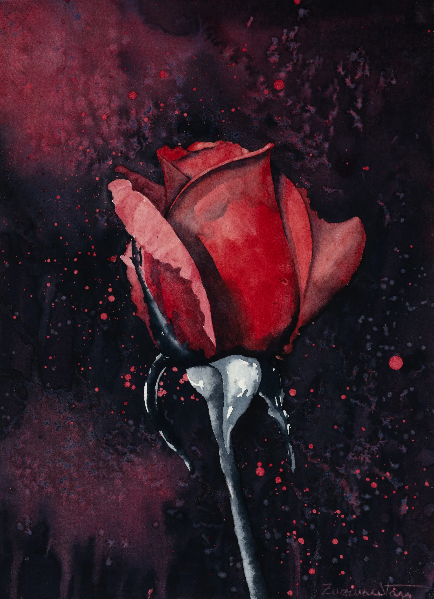 Rose in