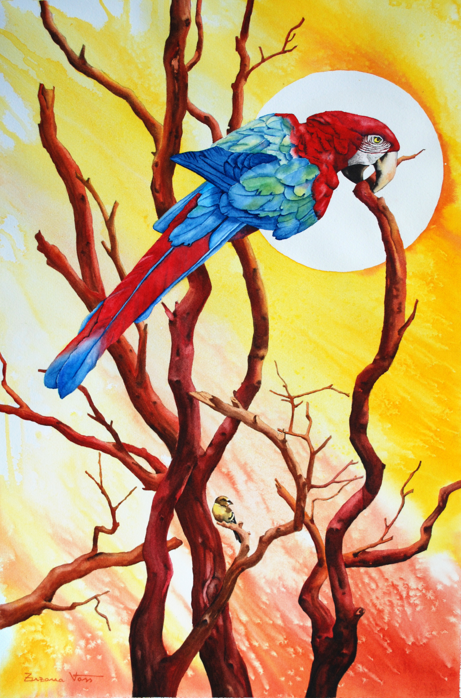 Macaw