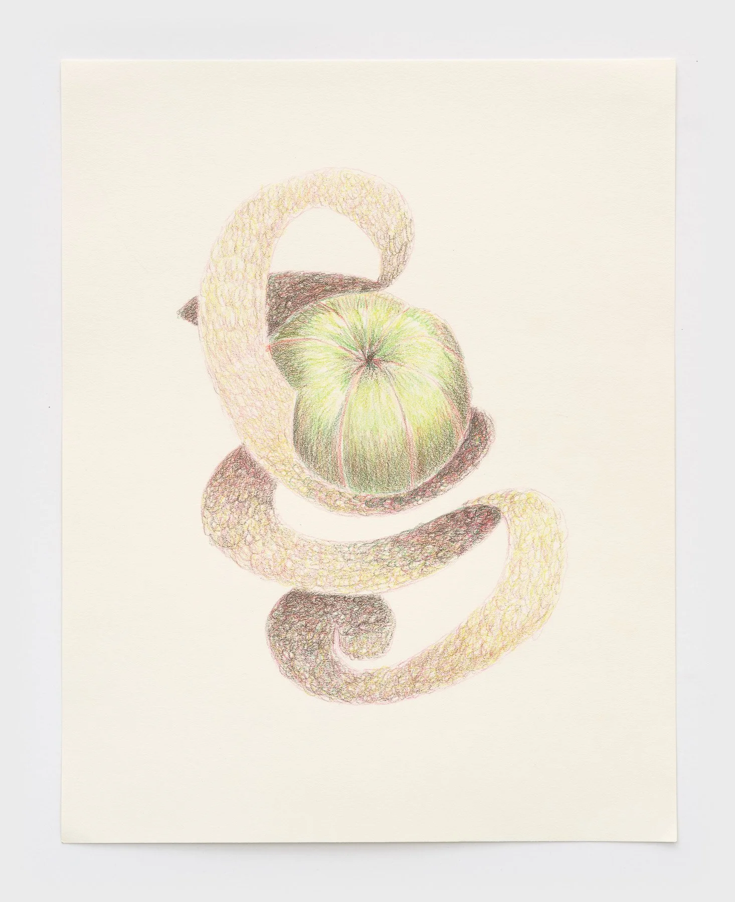   Tangerine touch  2026 colored pencil on paper 14 x 11 inches 