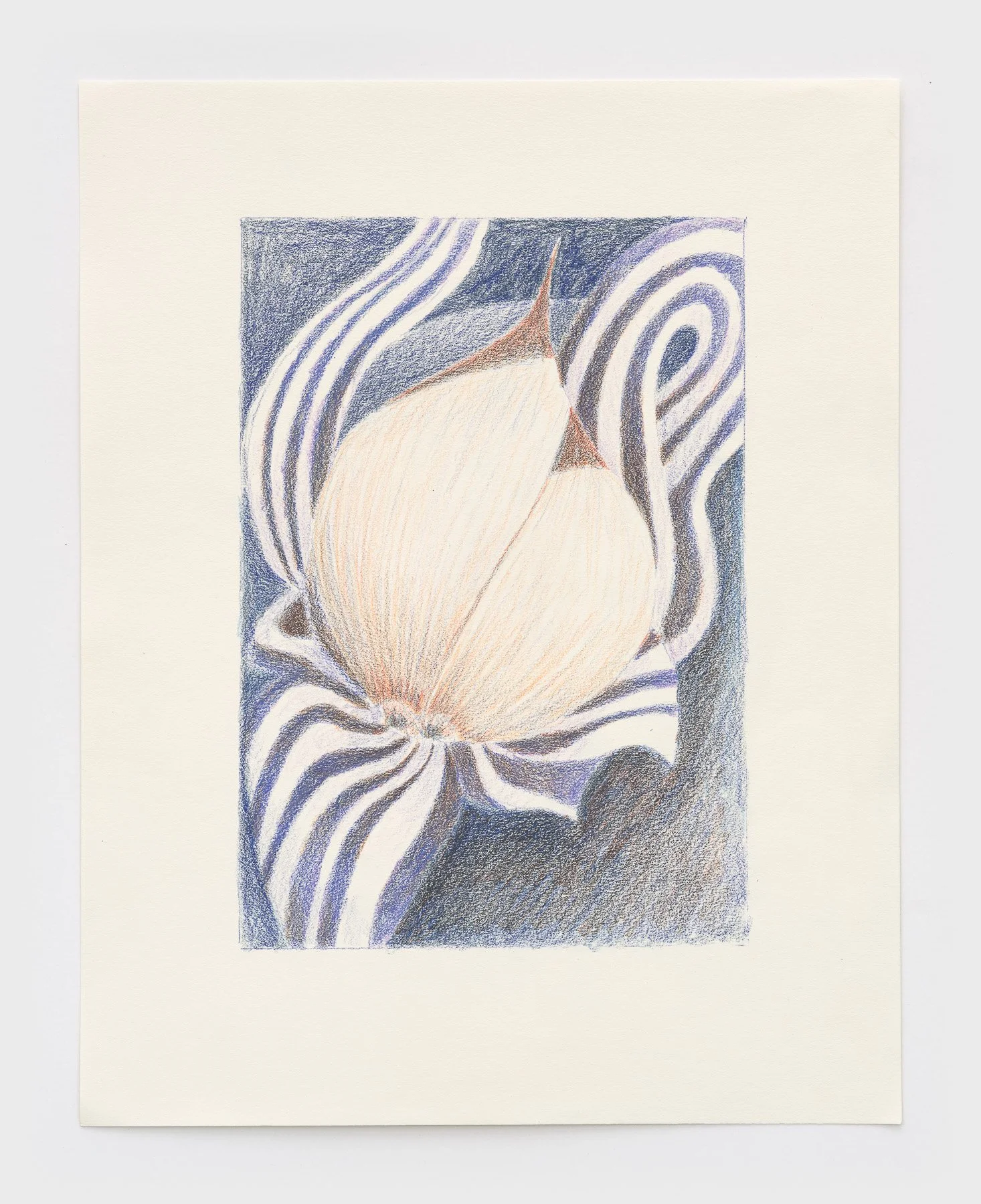   Garlic  2026 colored pencil on paper 14 x 11 inches 