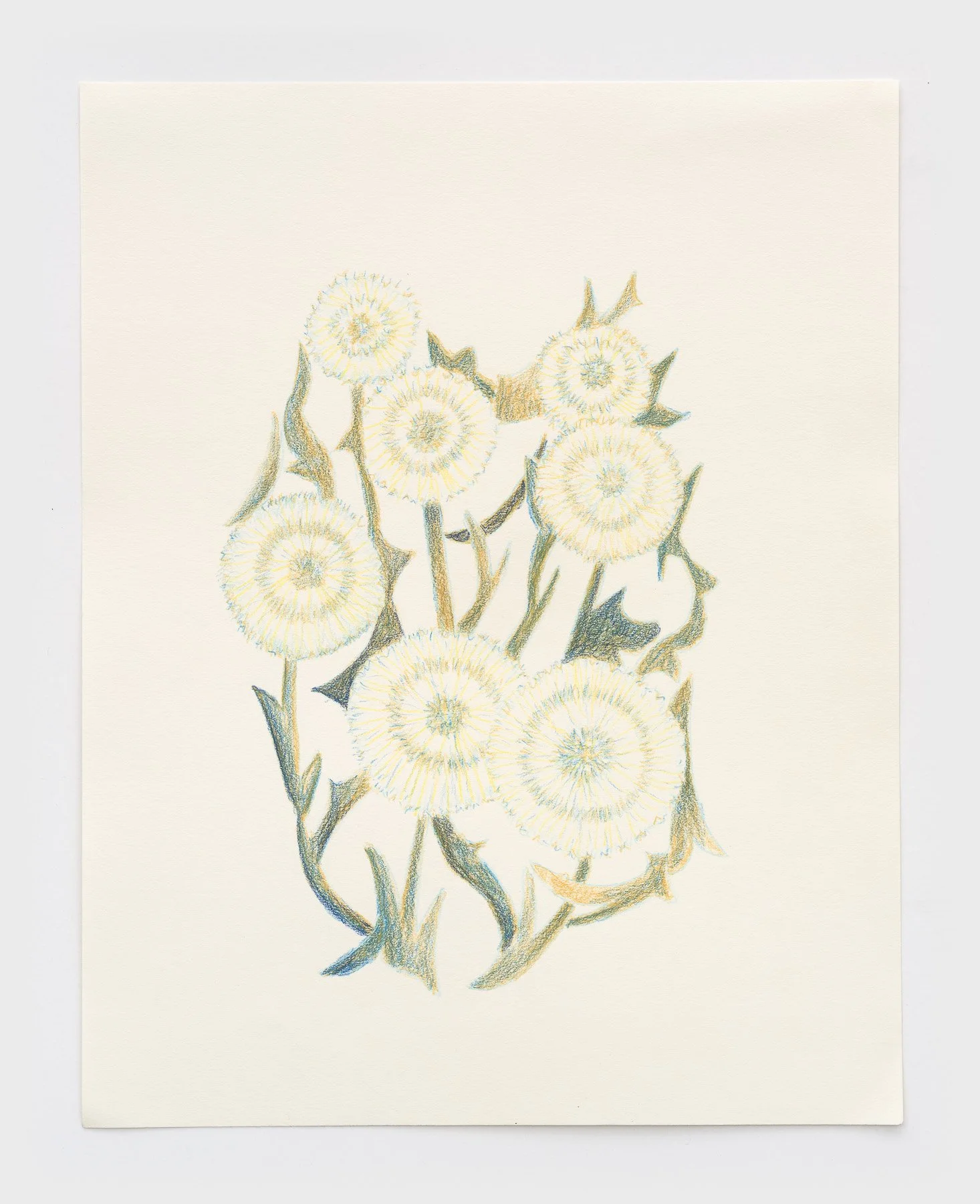   1,000 Dandelions  2026 colored pencil on paper 14 x 11 inches 