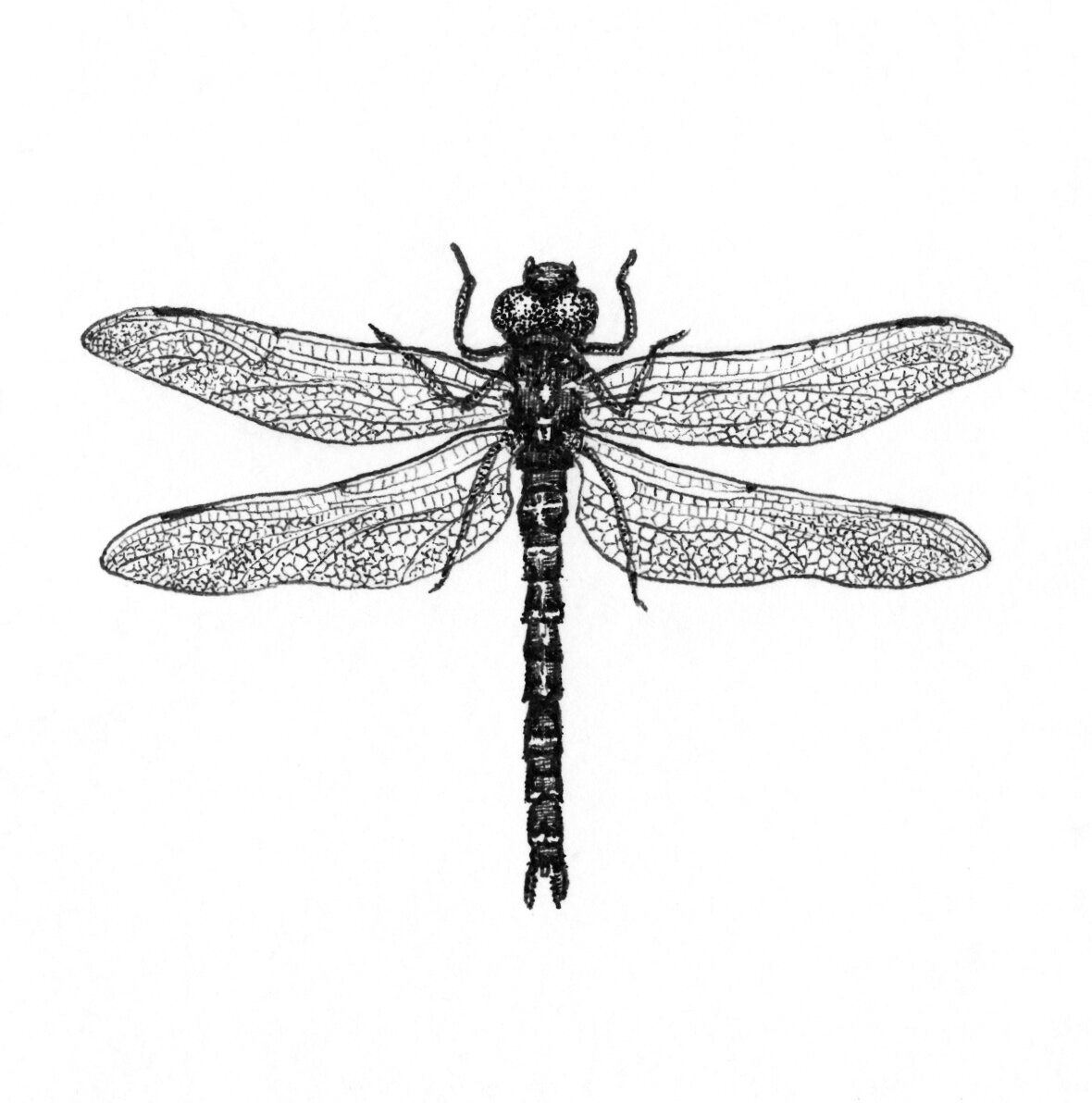 Dragonfly | 3x3 inch print