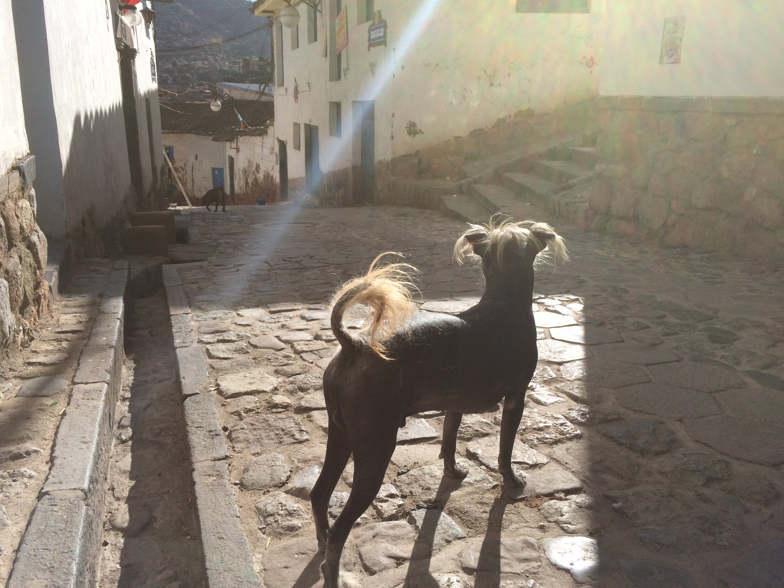 IMG_1882.jpeg