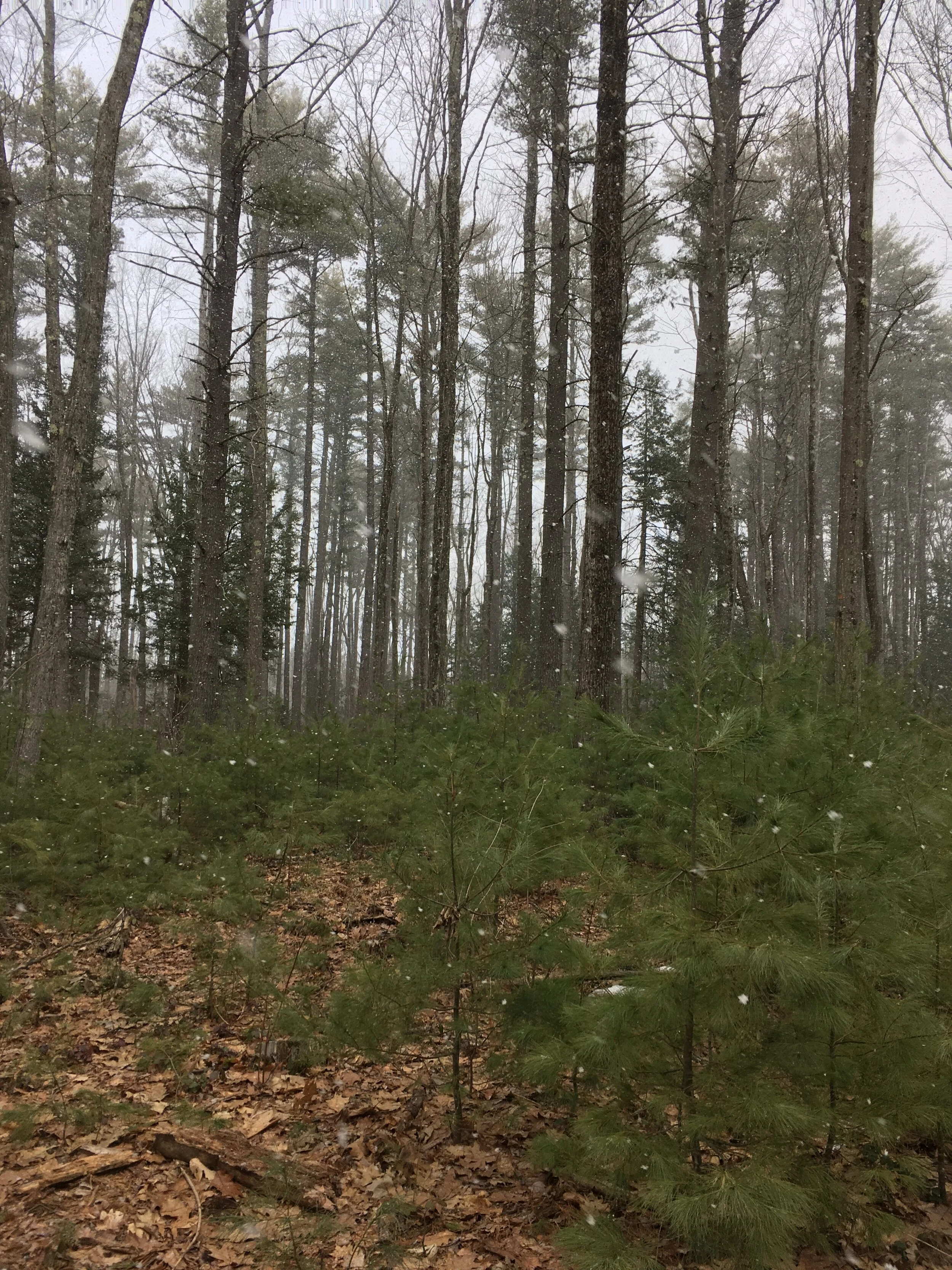 Honoring your Past to Free Yourself for the Future