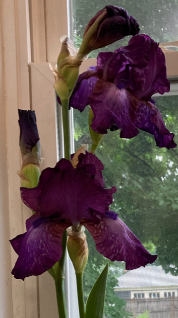 A Poignant Lesson from the Iris