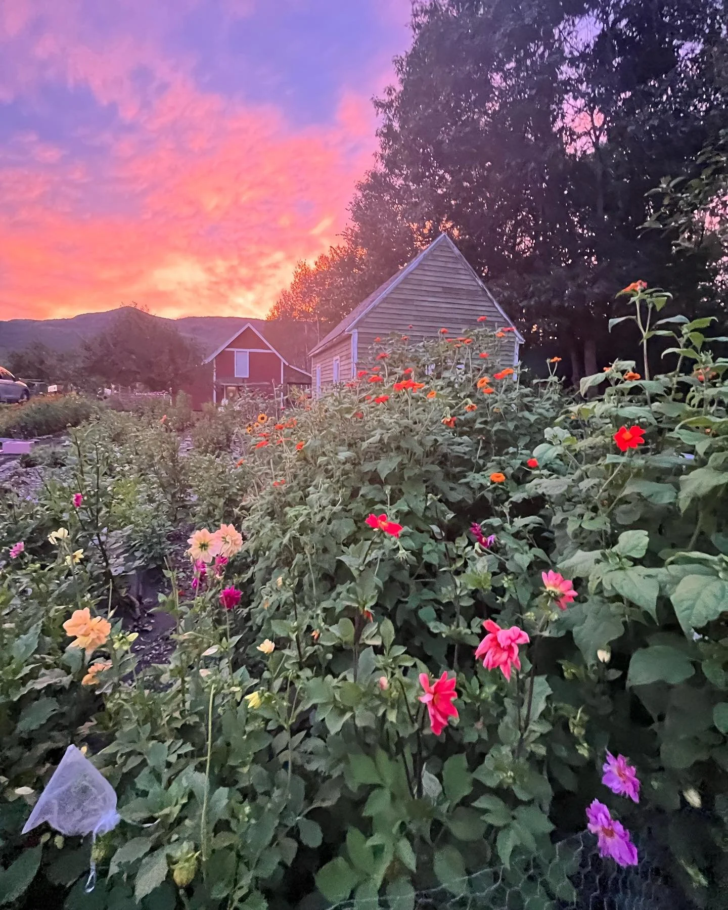 morning glory sun.jpeg