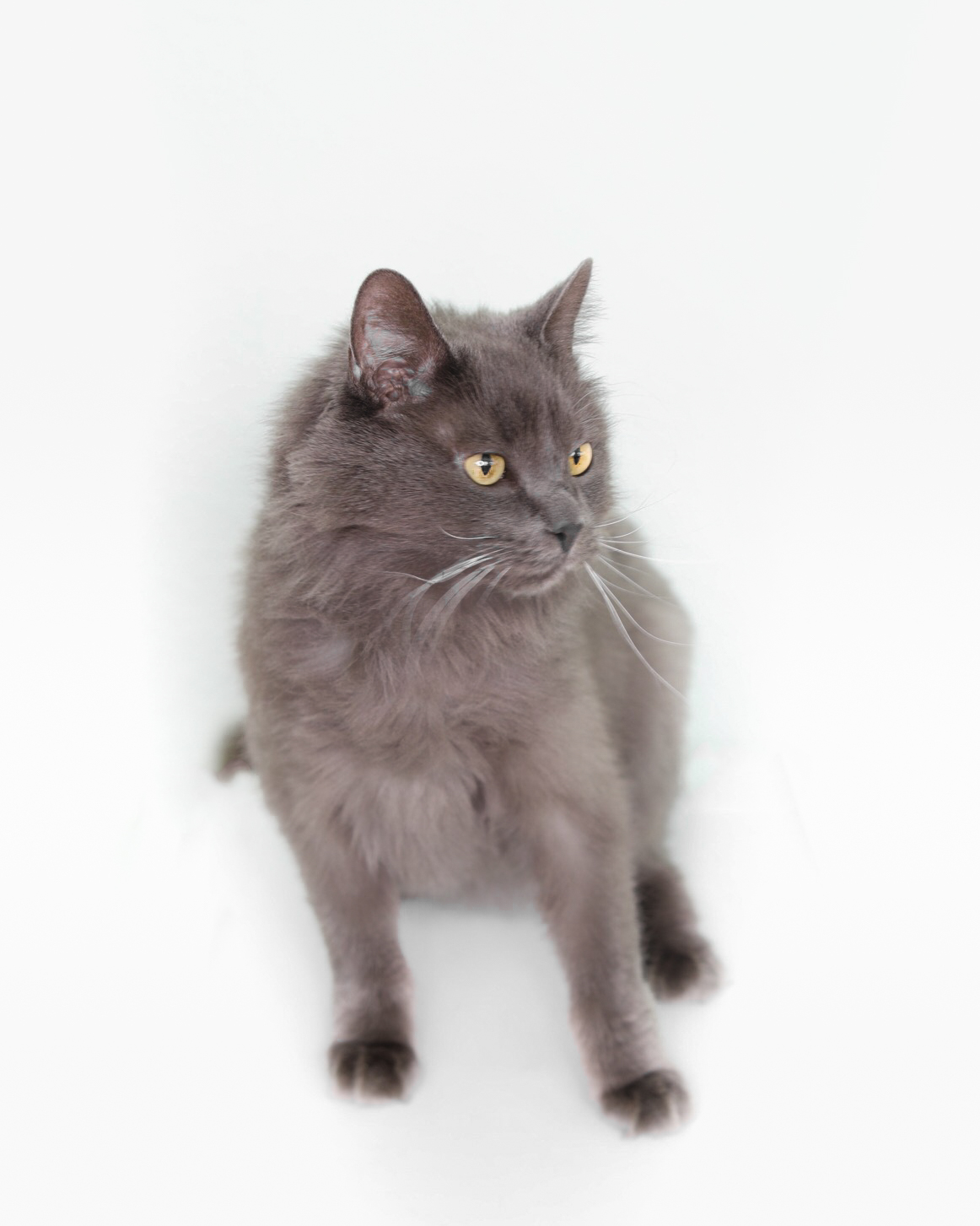 Alder Creek Veterinary Hospital