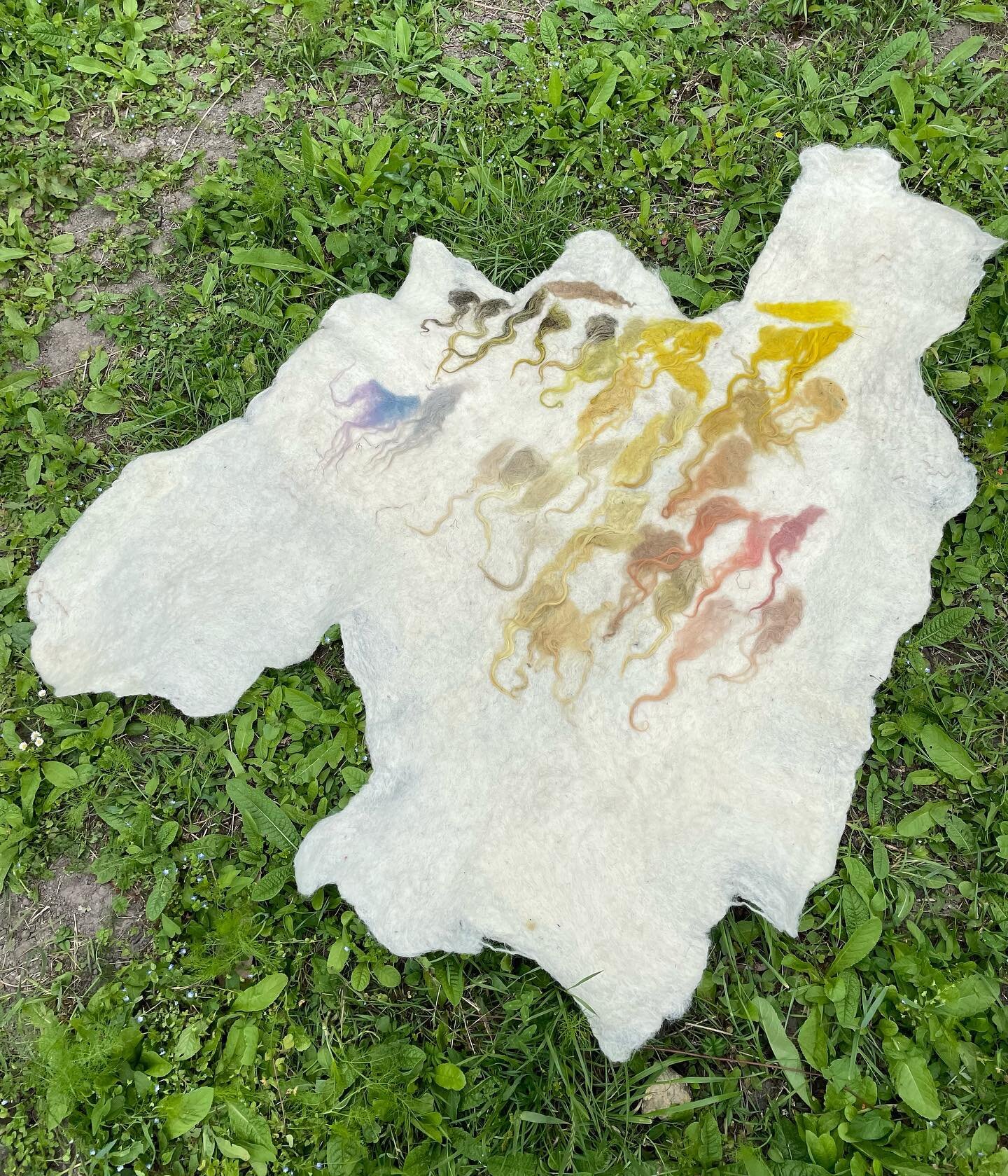 dyeing our way through spannum ~ collaboration w/ @aleksejs_malishevs 🥊💥🌱

 
#naturaldyeing #foraging #plants #color #drenthe #experiements #felting