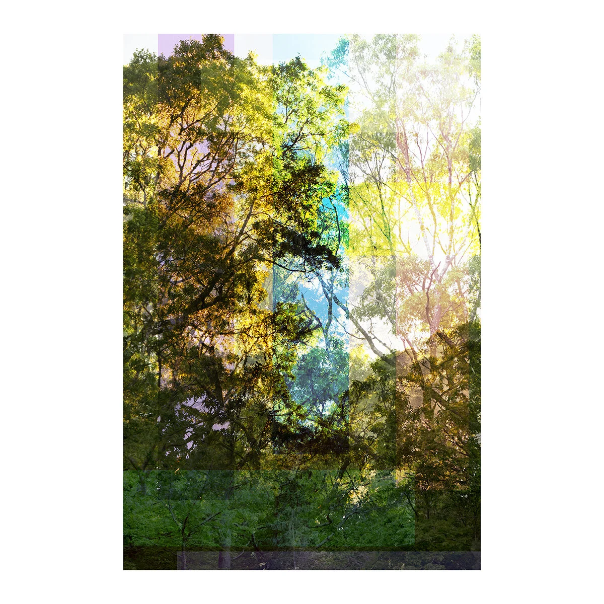 light_in_the_trees-wiskari.jpg