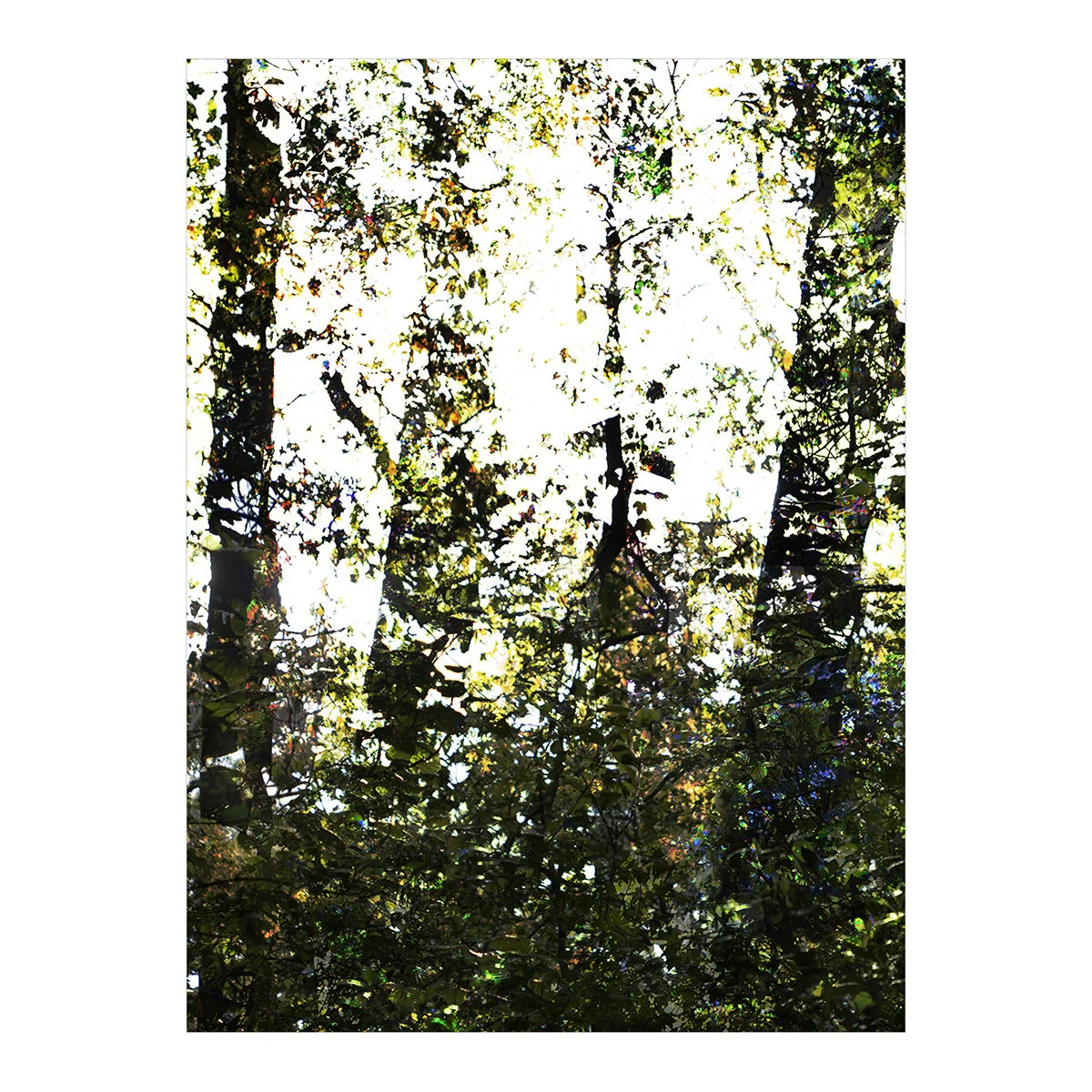 light_through_the_trees-wiskari.jpg
