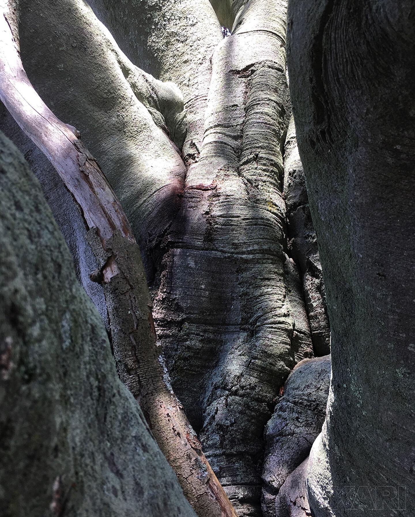 .
Nature surprises. First image evokes a worn desert rock face. Second image looks like the leg of a pachyderm. Third image reveals the tree.
Gnarled and twisted and beautiful - no idea what kind it is, but totally in love with it.
.
.
.
#mothernatur