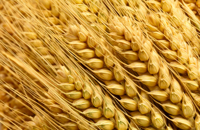 Close-up of wheat stalks with heads of grain.