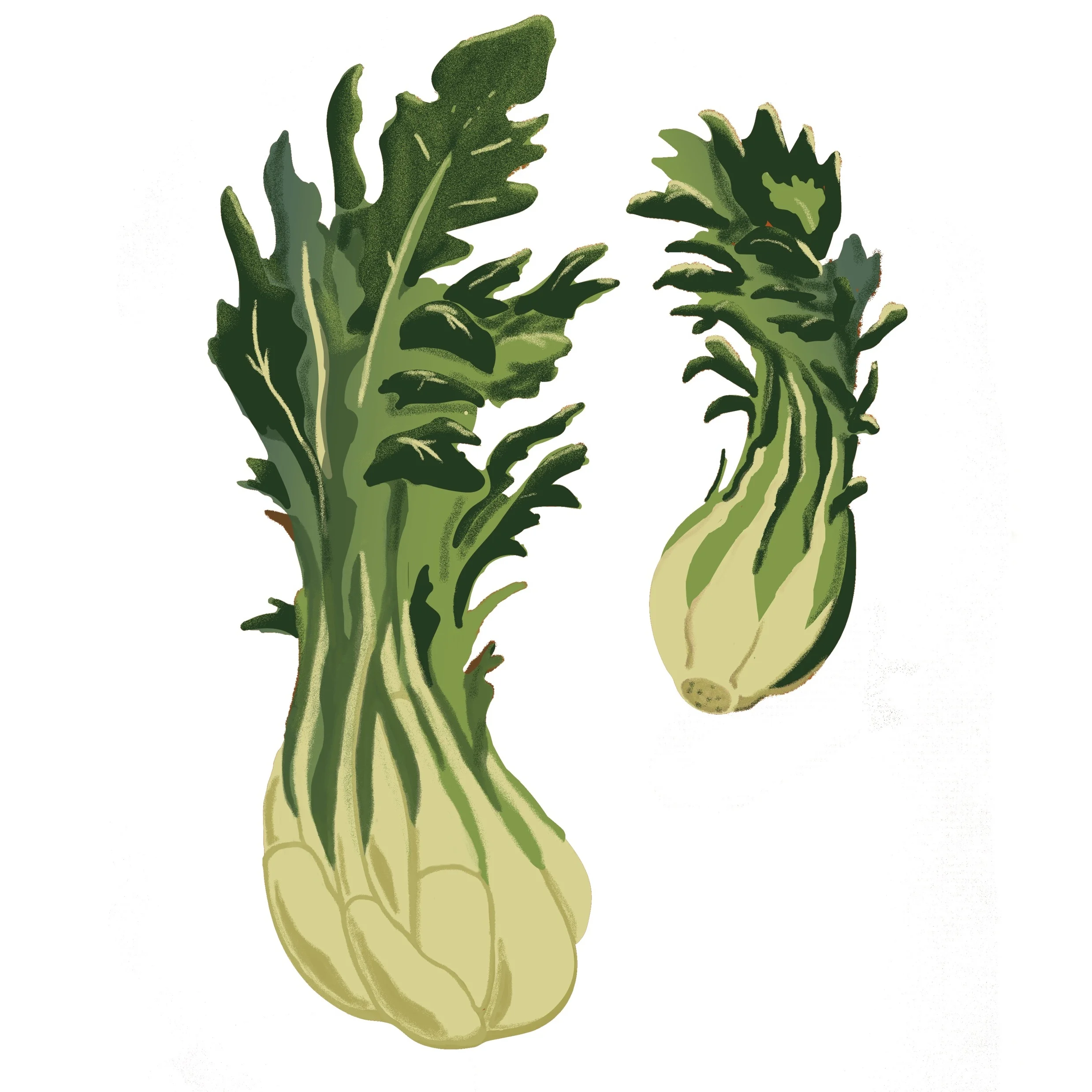 Seattle's First Chicory Festival