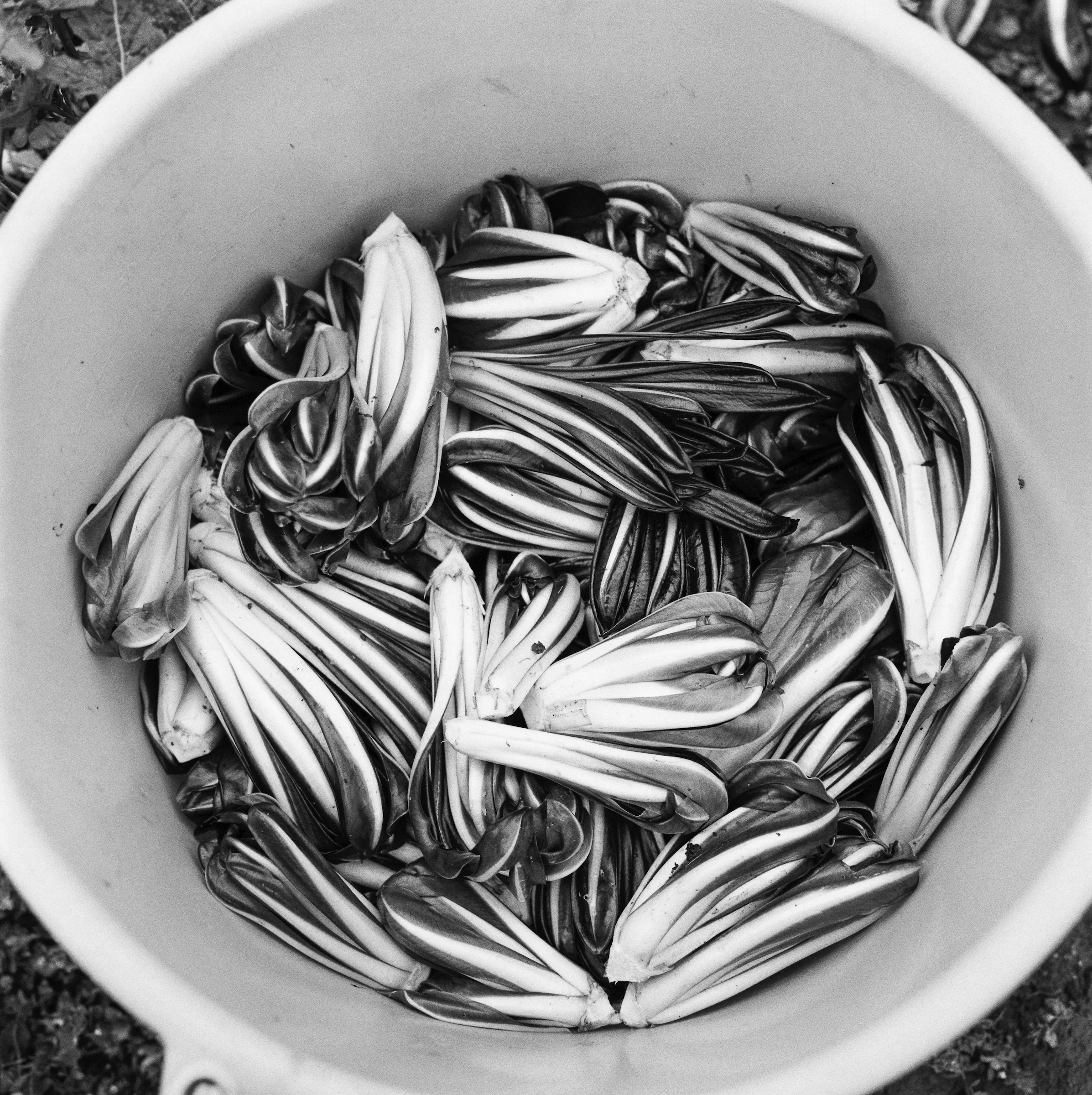 “Arch Cape” radicchio at Ayers Creek Farm. Photo by Shawn Linehan.