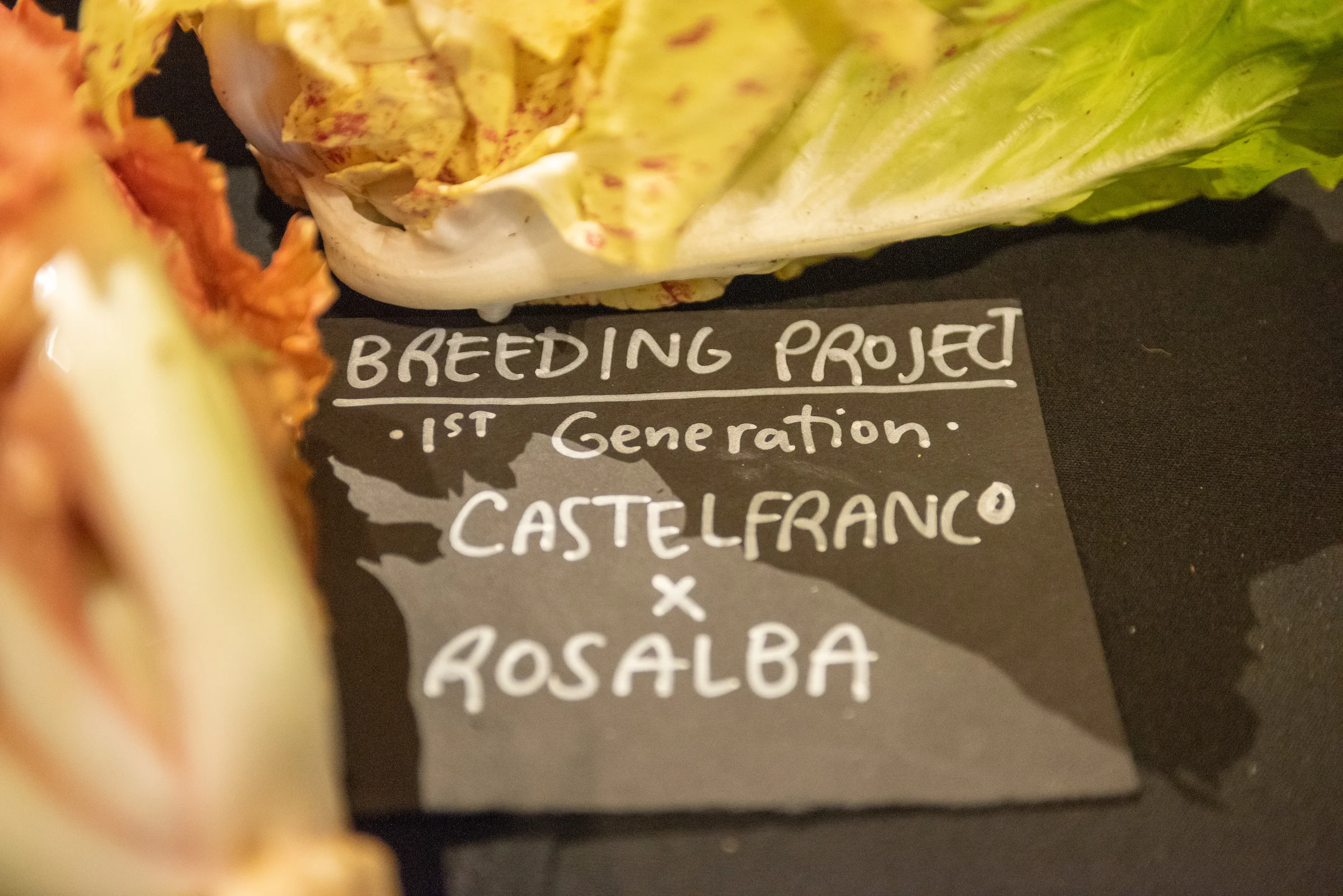 Sneak peeks of breeding projects by Uprising Seeds at the Sagra di Radicchio in 2018. Photo by Shawn Linehan.