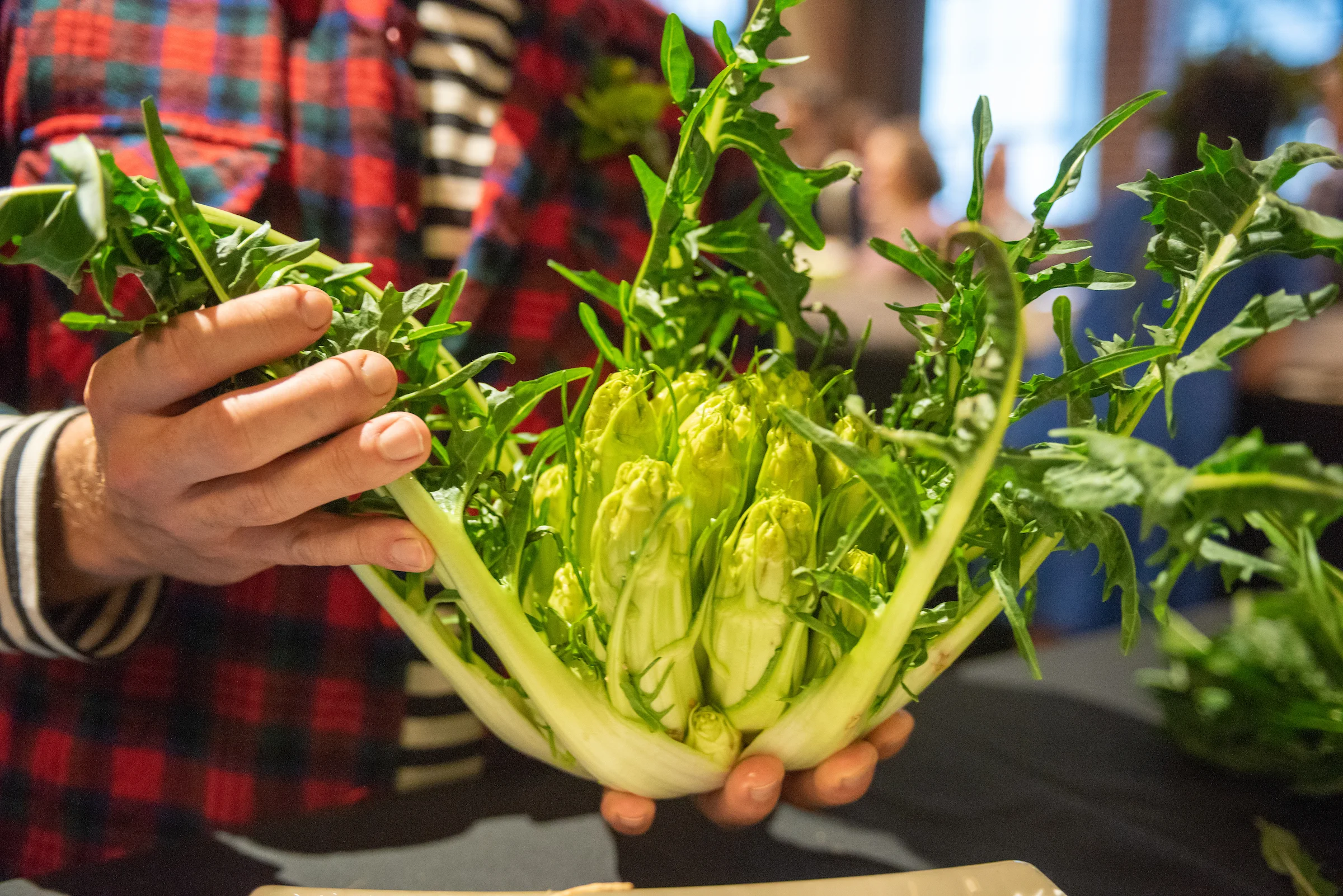 Puntarelle grown by Uprising Seeds. Photo by Shawn Linehan.