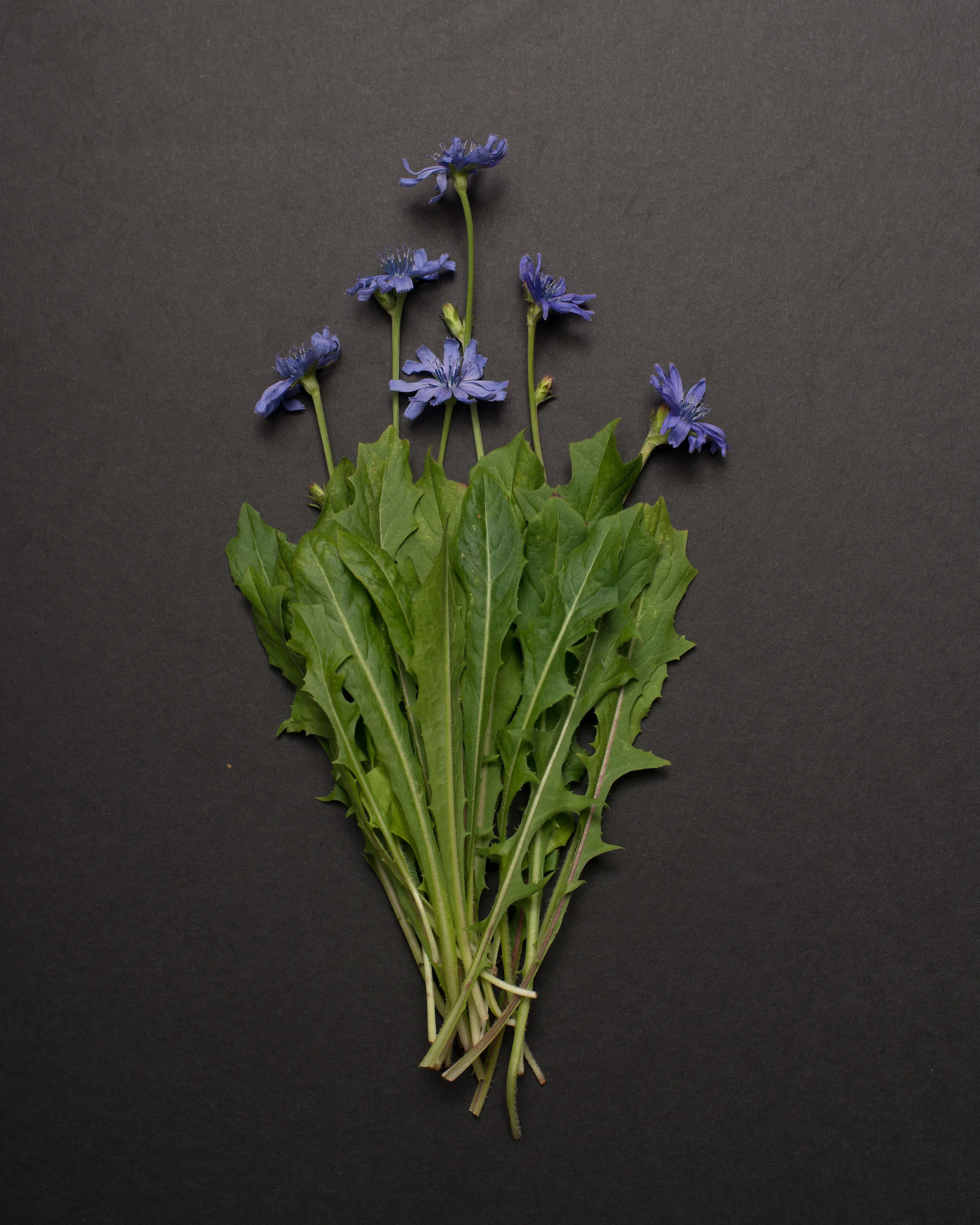 Rad Amaro Recipe from yasuaki saito of The London Plane