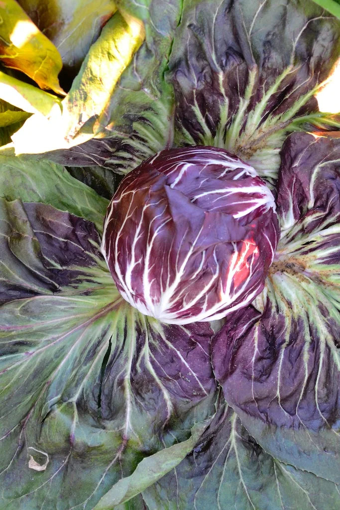 A beautiful head of chioggia type radicchio in the field. The outer leaves have been pushed down to reveal the tight head.