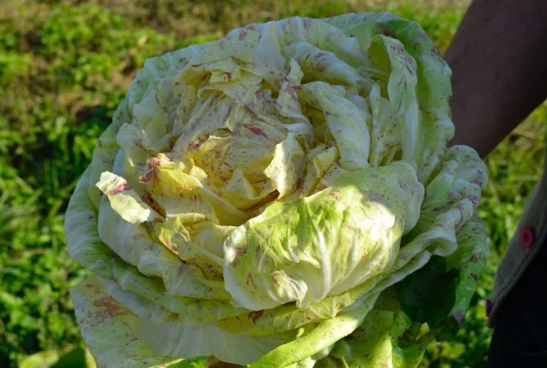 I believe this was a Lusia type that Andrea had peeled back in the Castlefranco style.