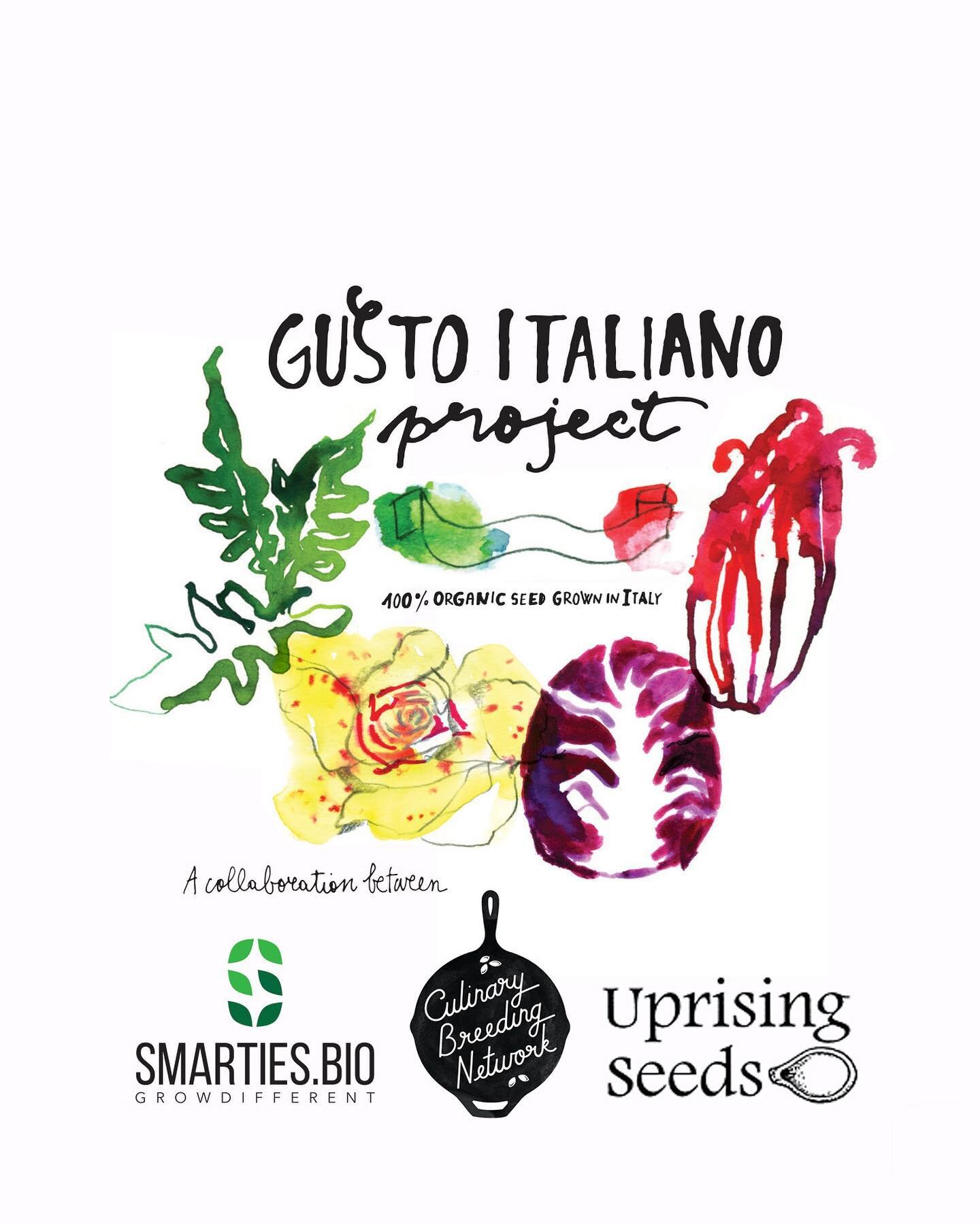 HOT COLLAB ALERT! 🔥 Surprise surprise, it&rsquo;s all about chicories...

The GUSTO ITALIANO Project is up and live! A collaboration between @smarties.bio and @uprising.seeds and @culinarybreedingnetwork means that you can order amazing seeds bred b