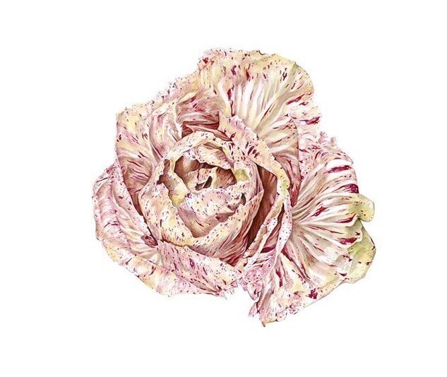 &quot;Radicchio variegata di Lusia&quot;
a watercolor by @mollyreeder 
🎨🎨🎨

Molly is a botanical illustrator and artist based in Virginia. This 🔥 model radicchio was grown by @tomten_farm, and they did a fabulous job - as did she in painting it! 