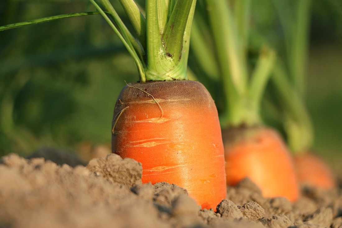 carrot-1565597-1280_orig.jpg