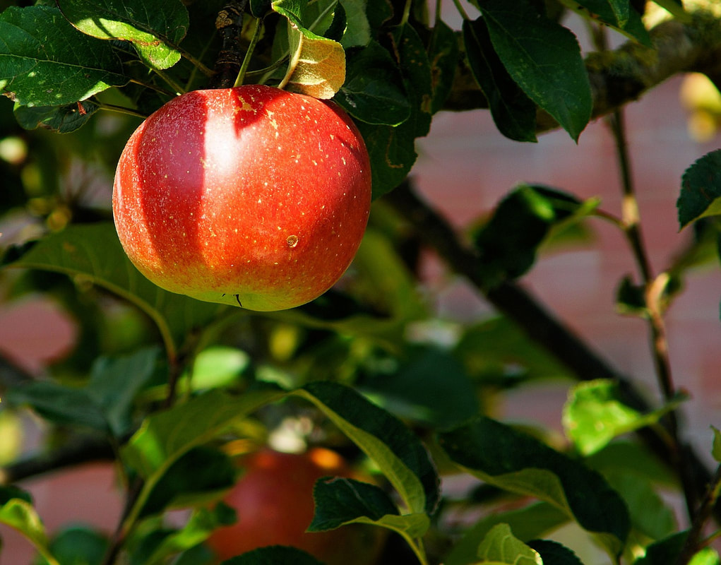 apple-tree-429213-1280_orig.jpg