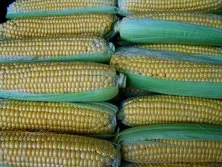 corn-1545318-640_1.jpg