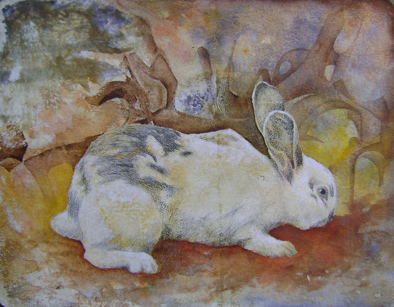 Bunny Study