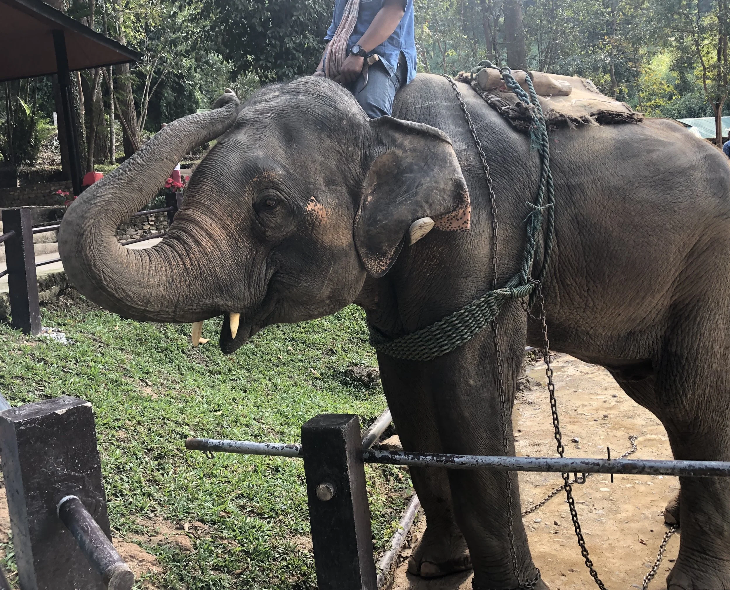 Captive elephant in tourist camp.