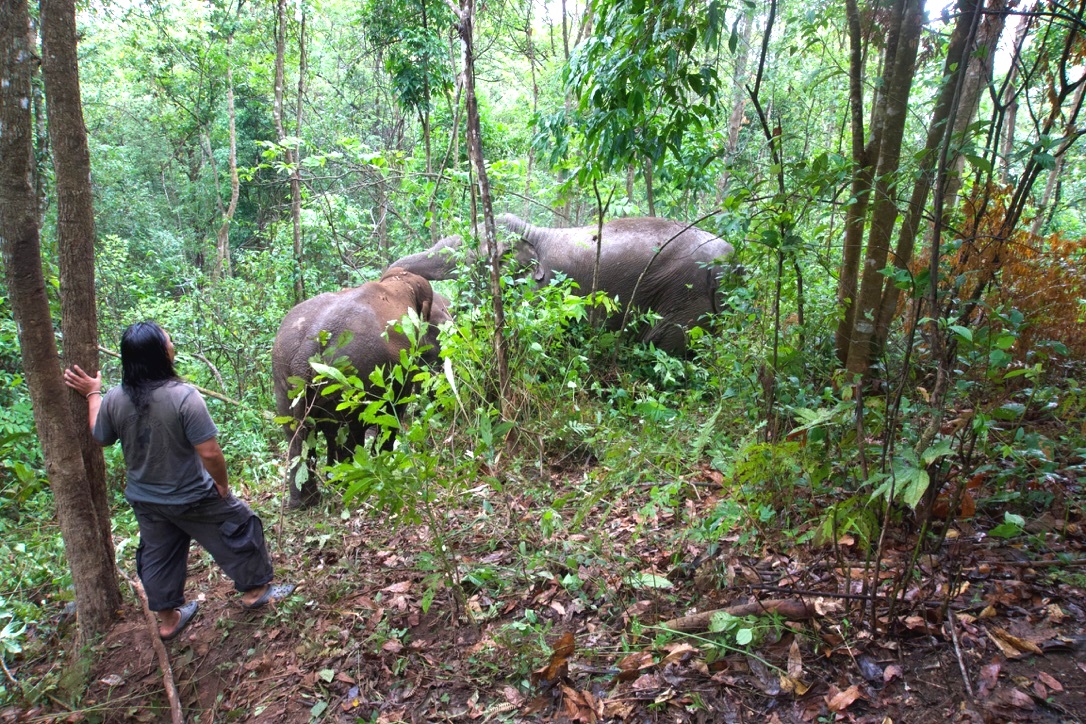 Our Project Director, Yo, spends some quiet time observing a couple of the girls in the Never Forget herd.