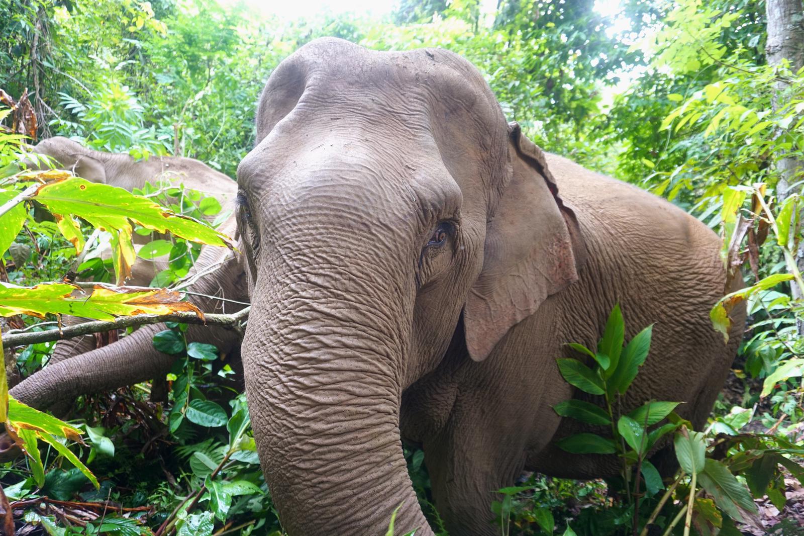 Mo Mo Lo, 35 years old, is one of the first elephants Never Forget Elephant Foundation brought home. She used to give rides to tourists in Chiang Mai and now spends her days living as nature intended in the jungle.