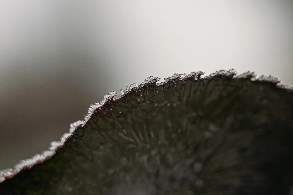 ice-and-frost-macro-photography.jpg